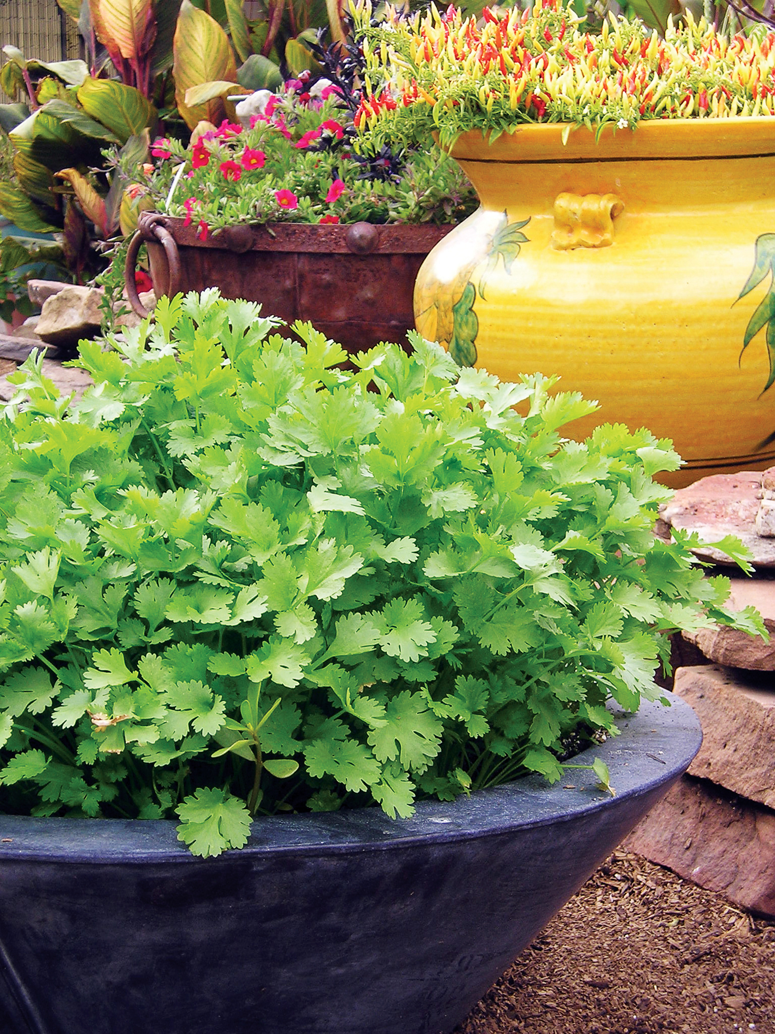 Growing cilantro, Clever guide, Indoor gardening, Cilantro cultivation, 1580x2100 HD Phone