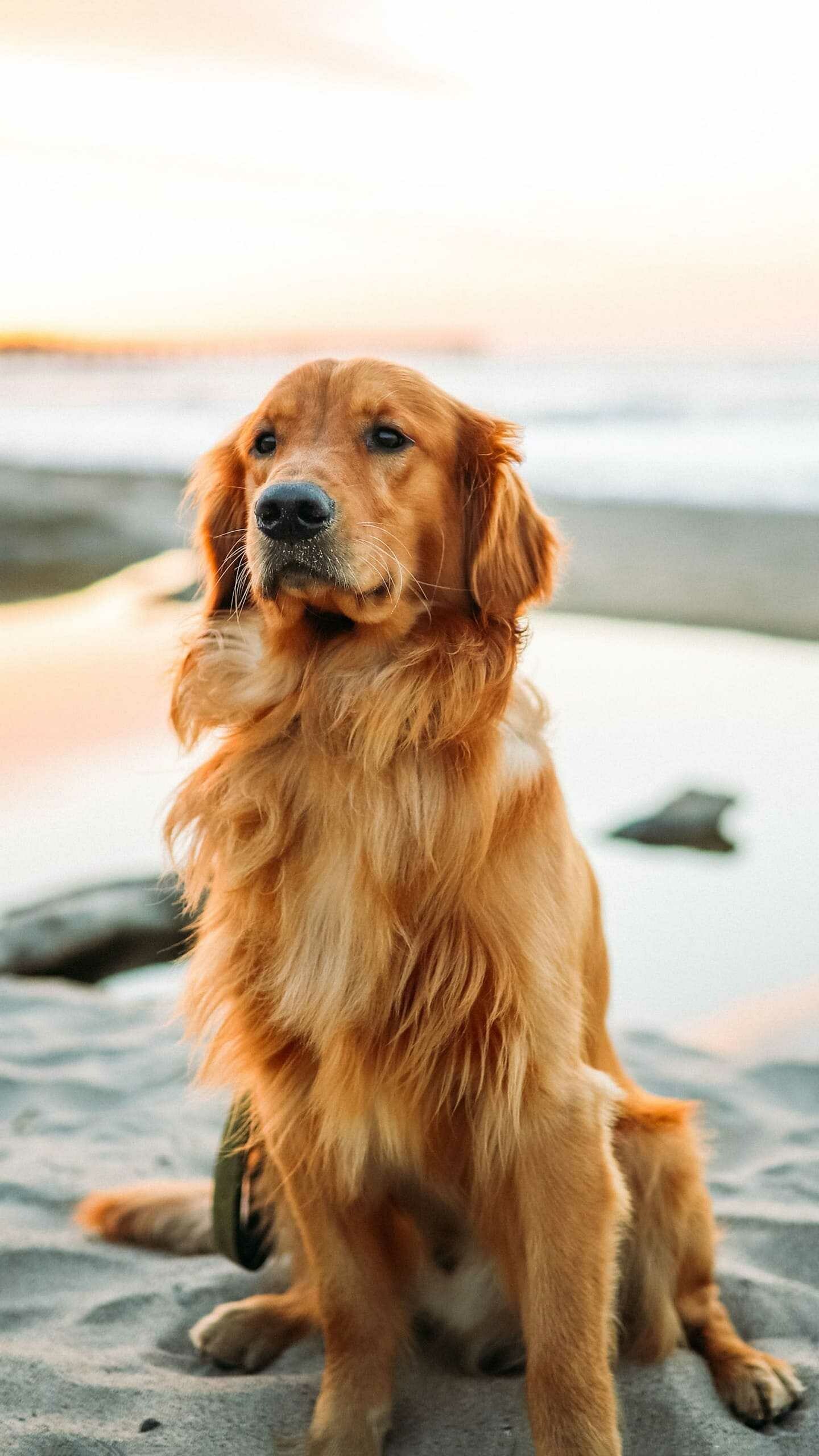 Golden Retriever: The double coat is a recognizable and striking feature: the outer coat is long, flat, or wavy and has good feathering on the forelegs, while the undercoat is dense and provides weather resistance, Companion dog. 1440x2560 HD Wallpaper.
