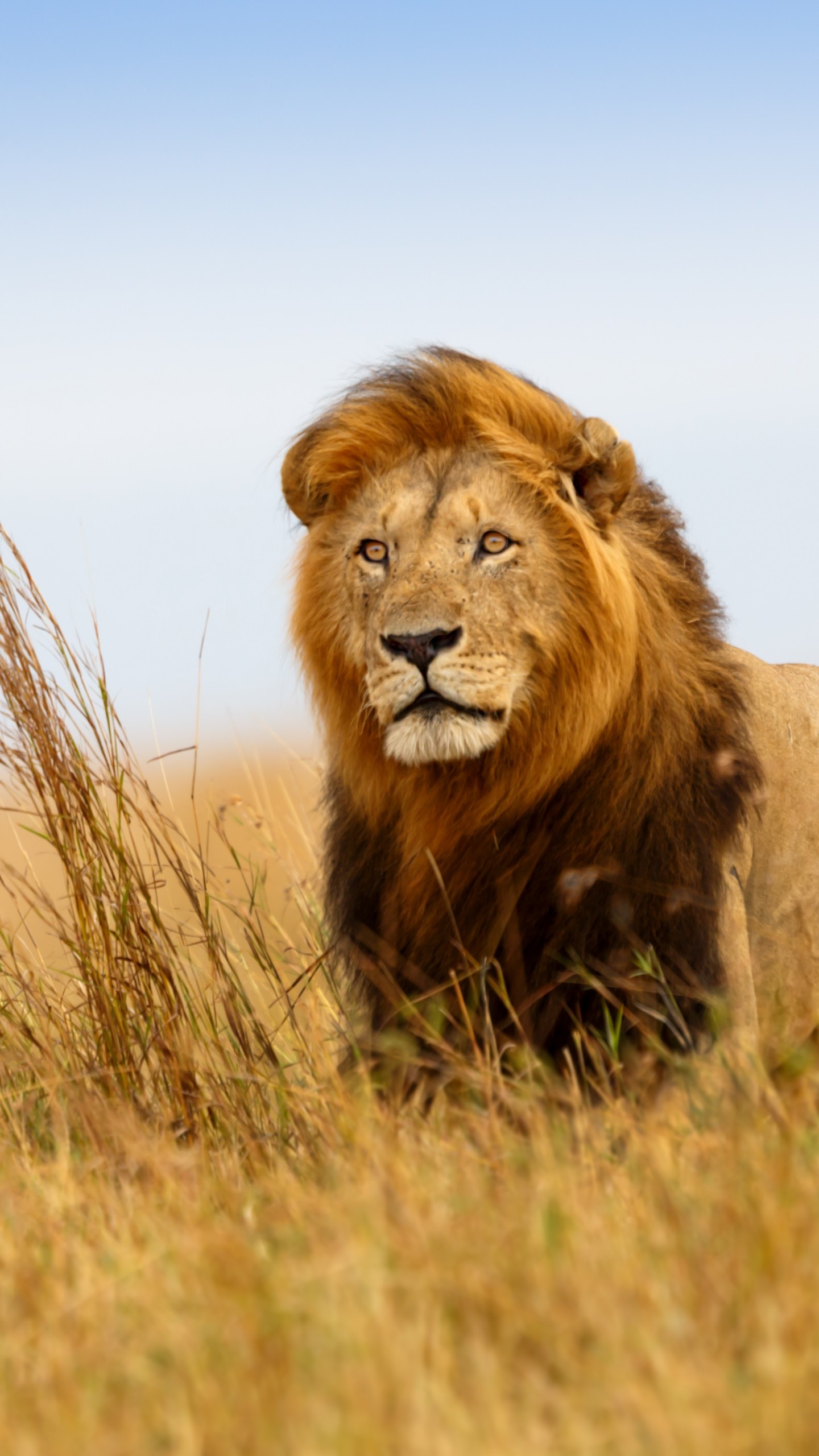 Magnificent lion, Serene savanna, Wildlife sanctuary, Natural habitat, 1440x2560 HD Phone