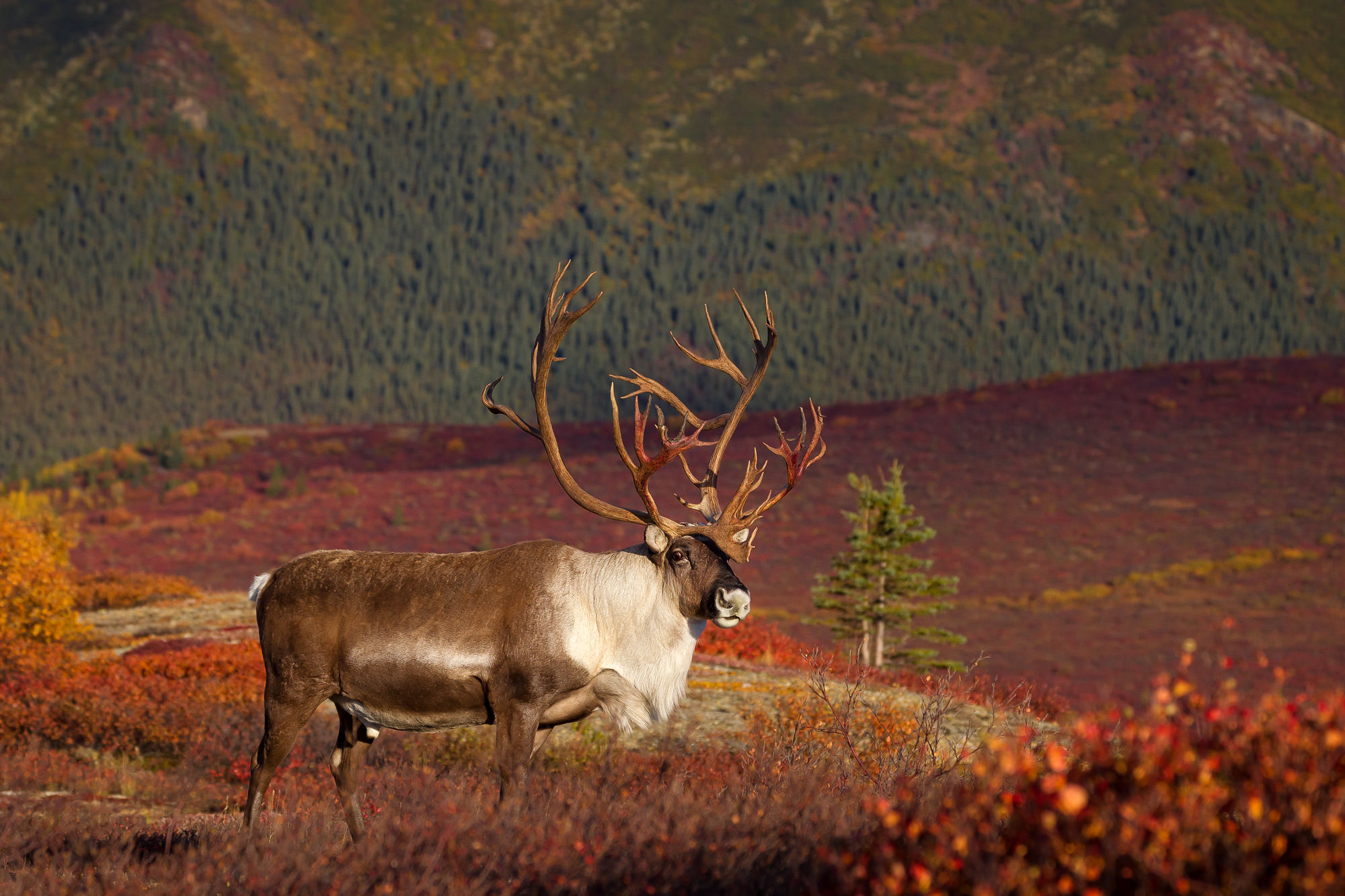 Caribou and reindeer, Fine art prints, Wildlife photography, Nature's beauty, 2000x1340 HD Desktop