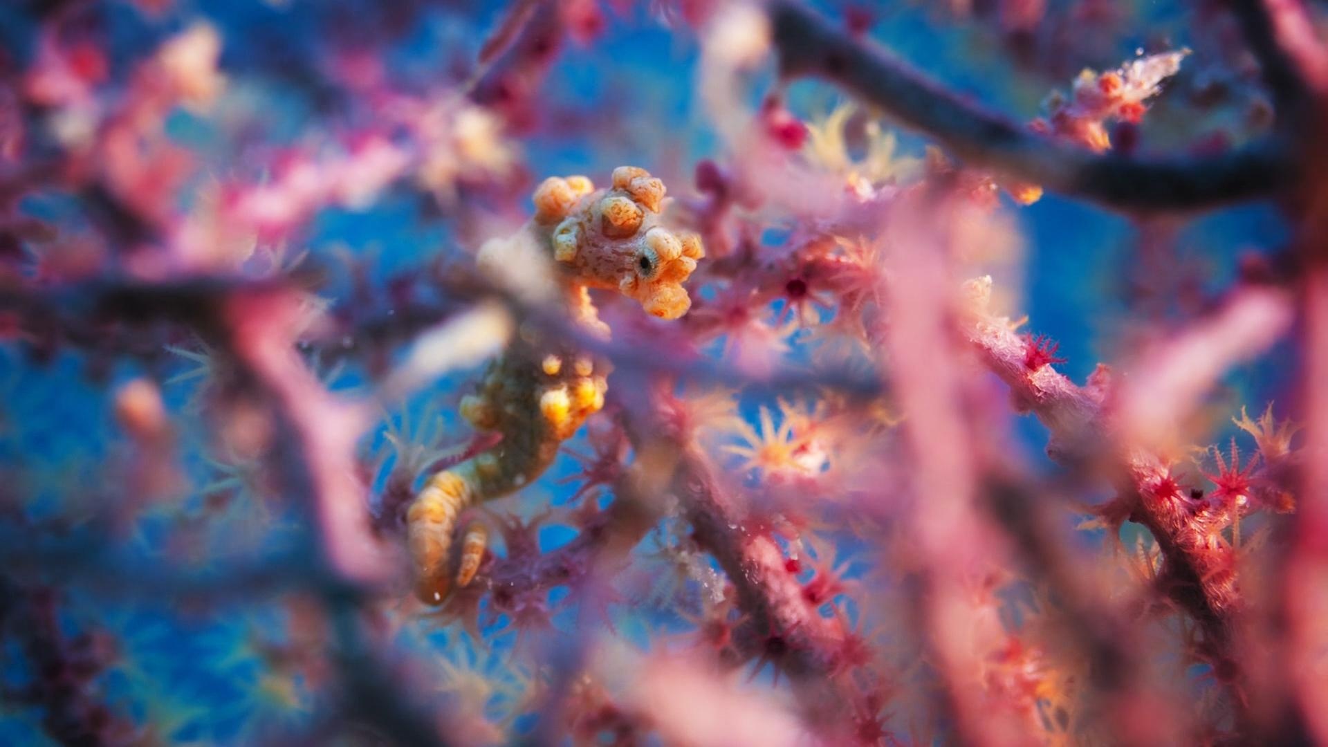Seahorse, Tiny seahorse, Corals, Wallpapers, Animals, 1920x1080 Full HD Desktop