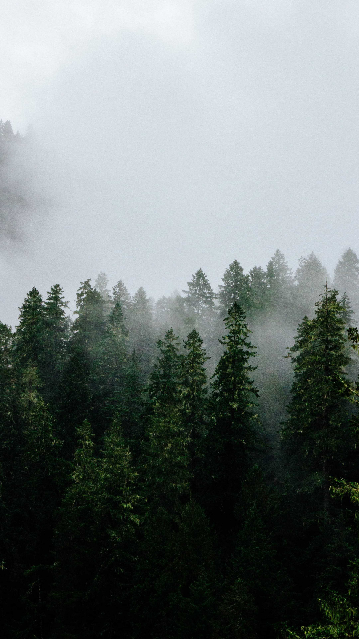 Foggy forest beauty, 4K wallpaper, Misty iPhone wallpapers, Pokmon Misty, 1440x2560 HD Phone