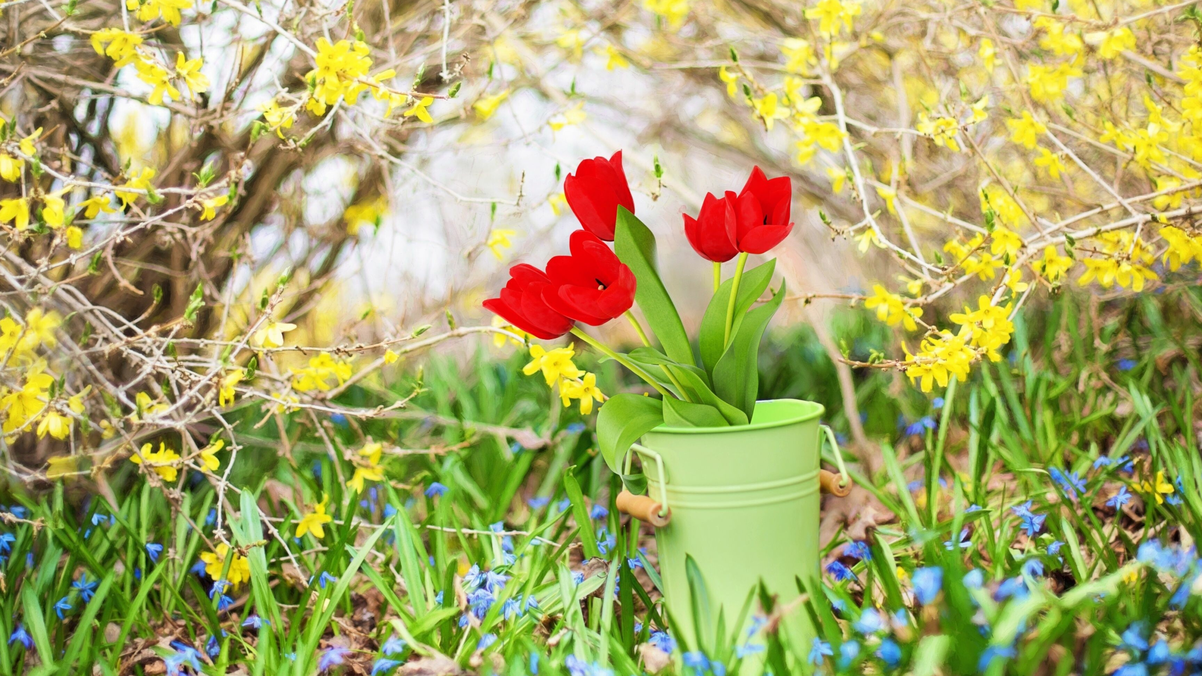 Spring: Succeeding winter and preceding summer, Tulips, Flowers. 3840x2160 4K Background.