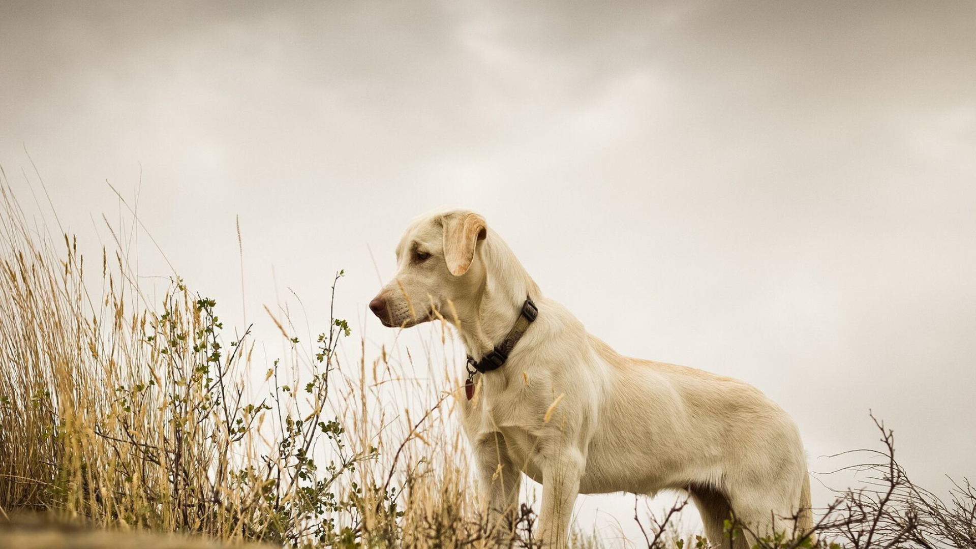 Labrador Retriever: Animal, A sturdy dog, weighing in at anywhere from 55 to 80 pounds. 1920x1080 Full HD Wallpaper.