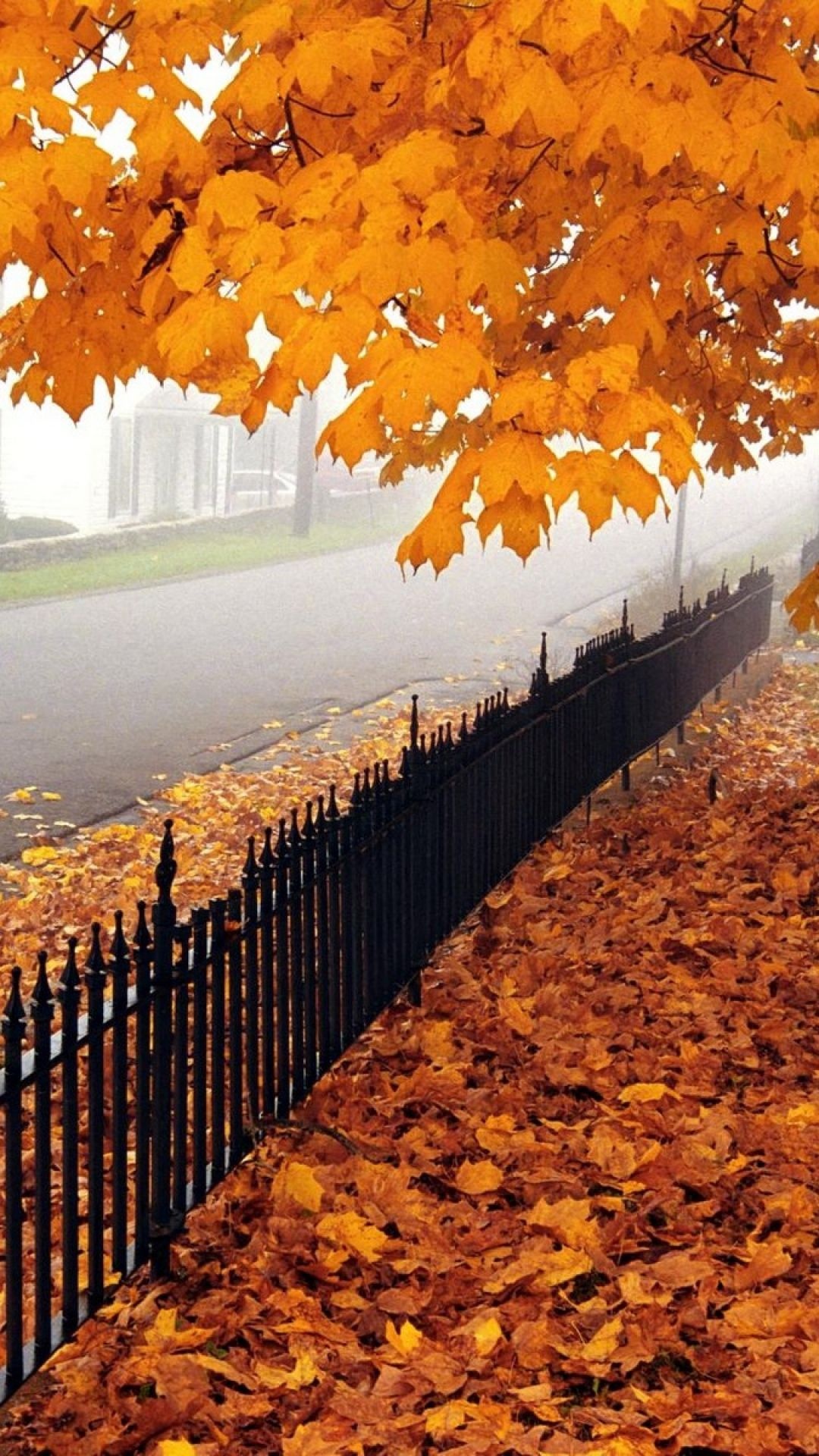 Autumn tree leaves, Fence fencing, West Virginia, Vintage aesthetics, 1080x1920 Full HD Handy
