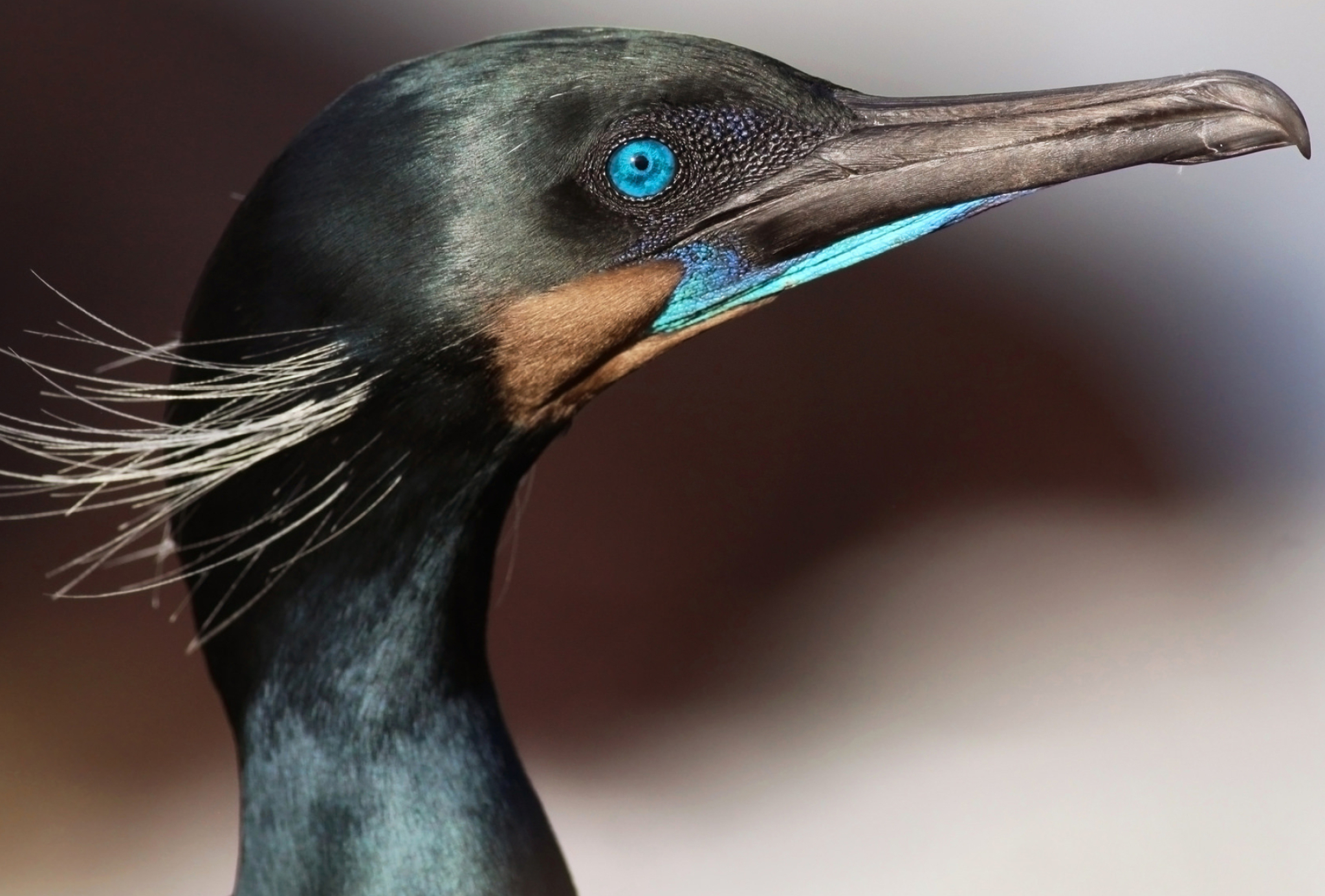 Marine winter birds, Cormorants on Mayne Island, Bird conservation, Aquatic wildlife, 2050x1390 HD Desktop