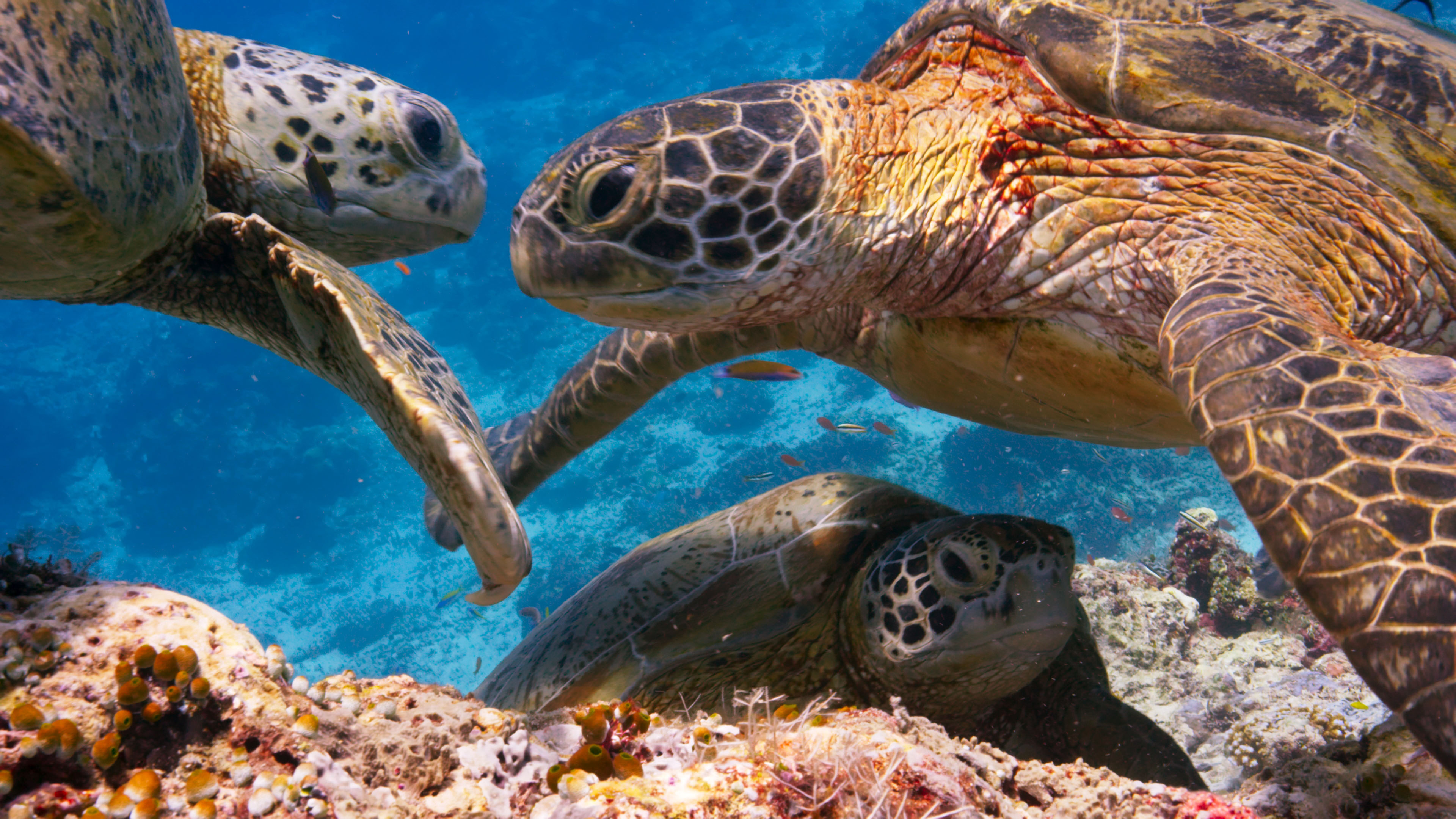 Blue Planet 2 review, Coral reef marvels, Turtle's spirit, Nature's therapeutic wonders, 3840x2160 4K Desktop