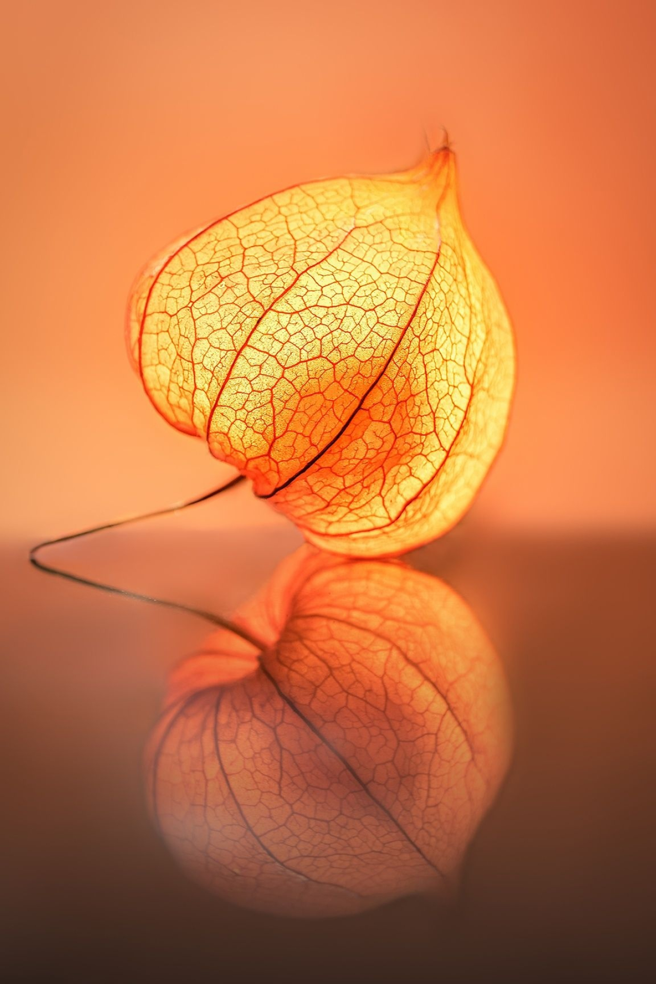 Physalis: Celled globular berry and that include several plants which are cultivated for their edible fruit or their showy calyxes. 1280x1920 HD Background.