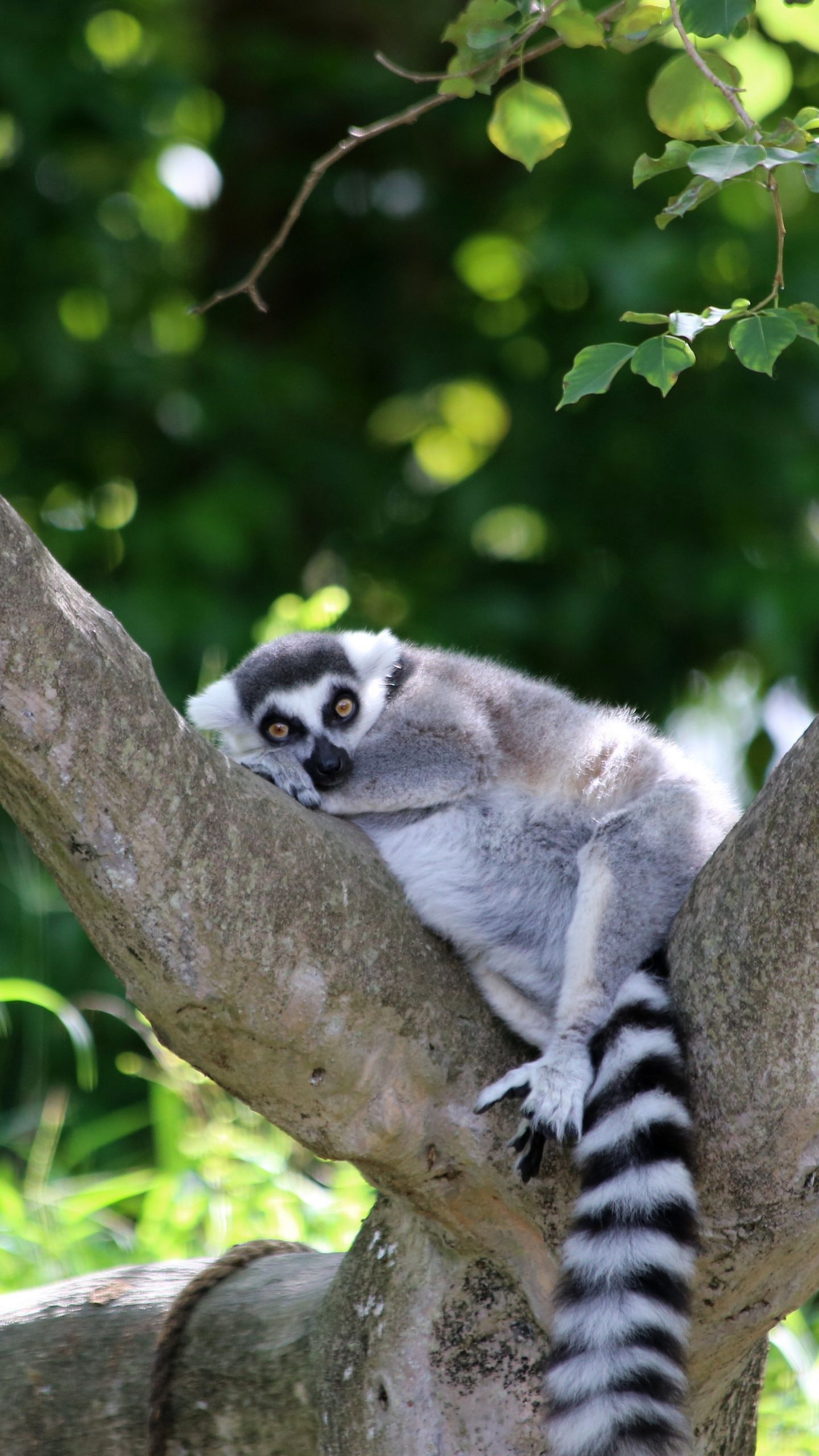 Cute lemur wallpapers, Adorable primates, Nature backgrounds, Wildlife, 1440x2560 HD Phone