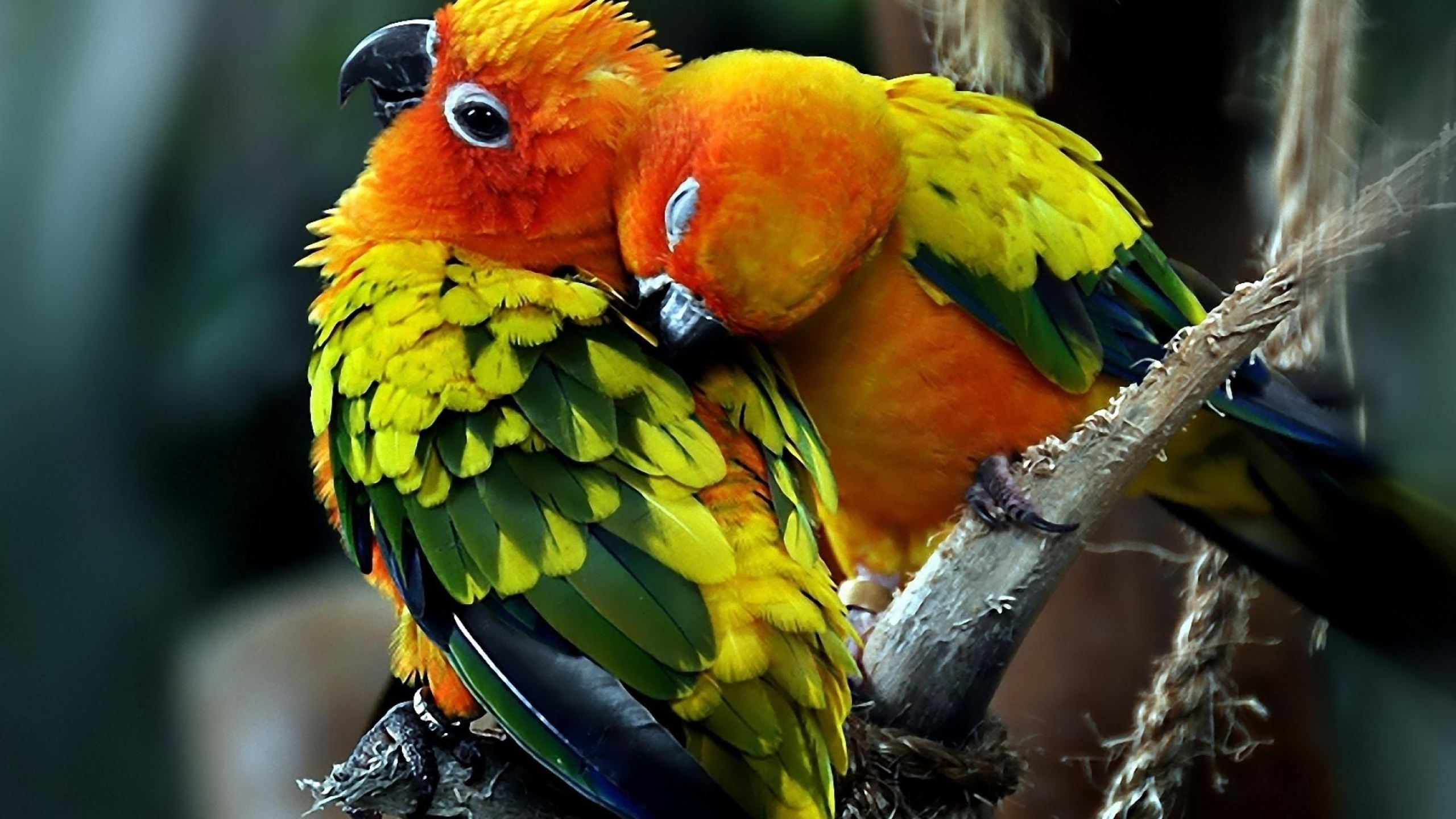 Love birds, HD wallpaper, Pet birds, Parrot, 2560x1440 HD Desktop