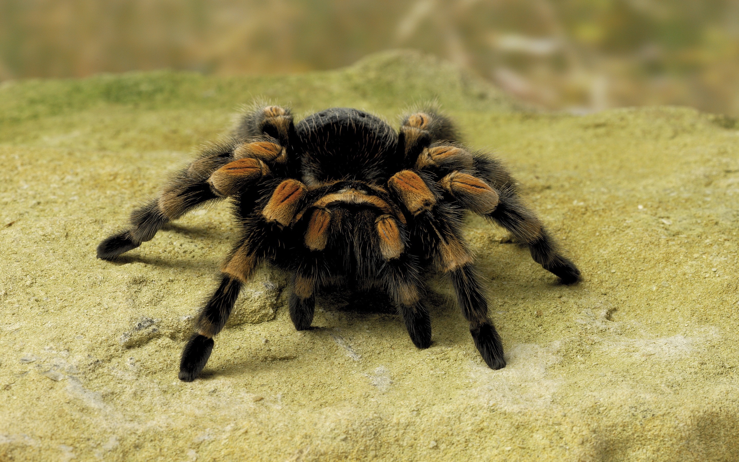 Spider, Tarantula wallpapers, Exotic species, Eight-legged marvels, 2880x1800 HD Desktop