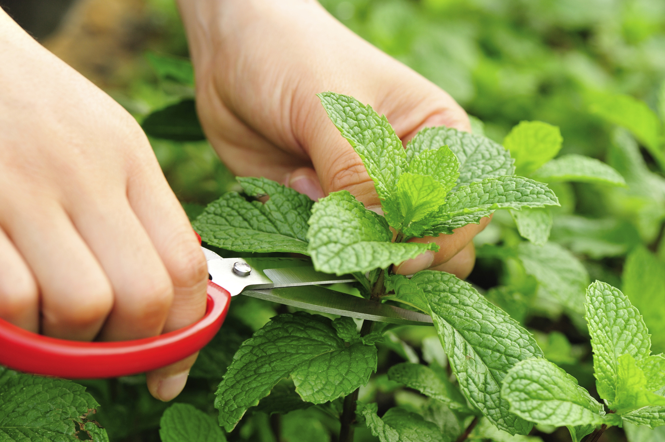 Mint plant pests, Pest control tips, Natural remedies, Organic gardening, 2130x1420 HD Desktop