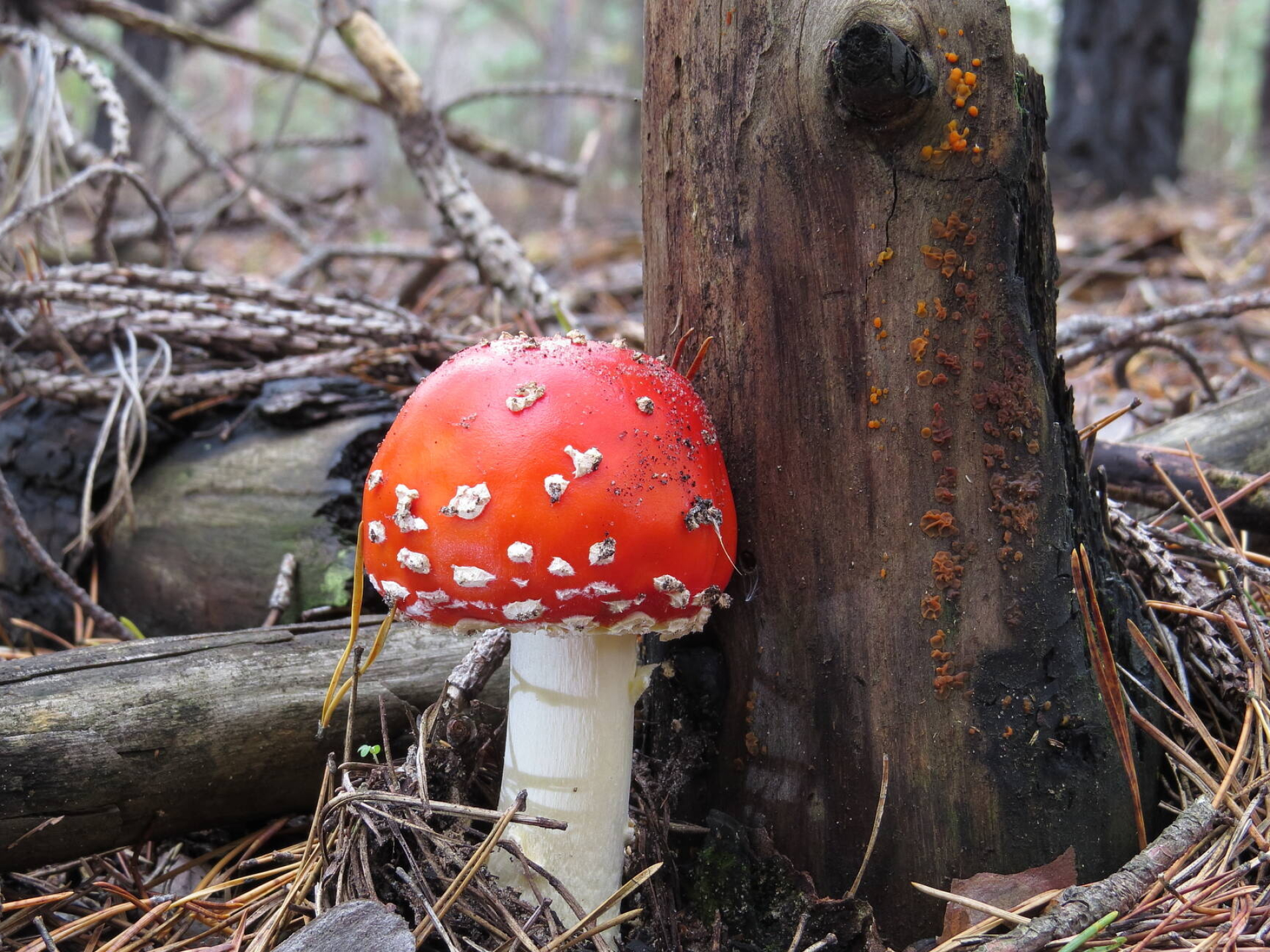 Amanita, Nature, Mushrooms, Amanita mushroom images, 1920x1440 HD Desktop