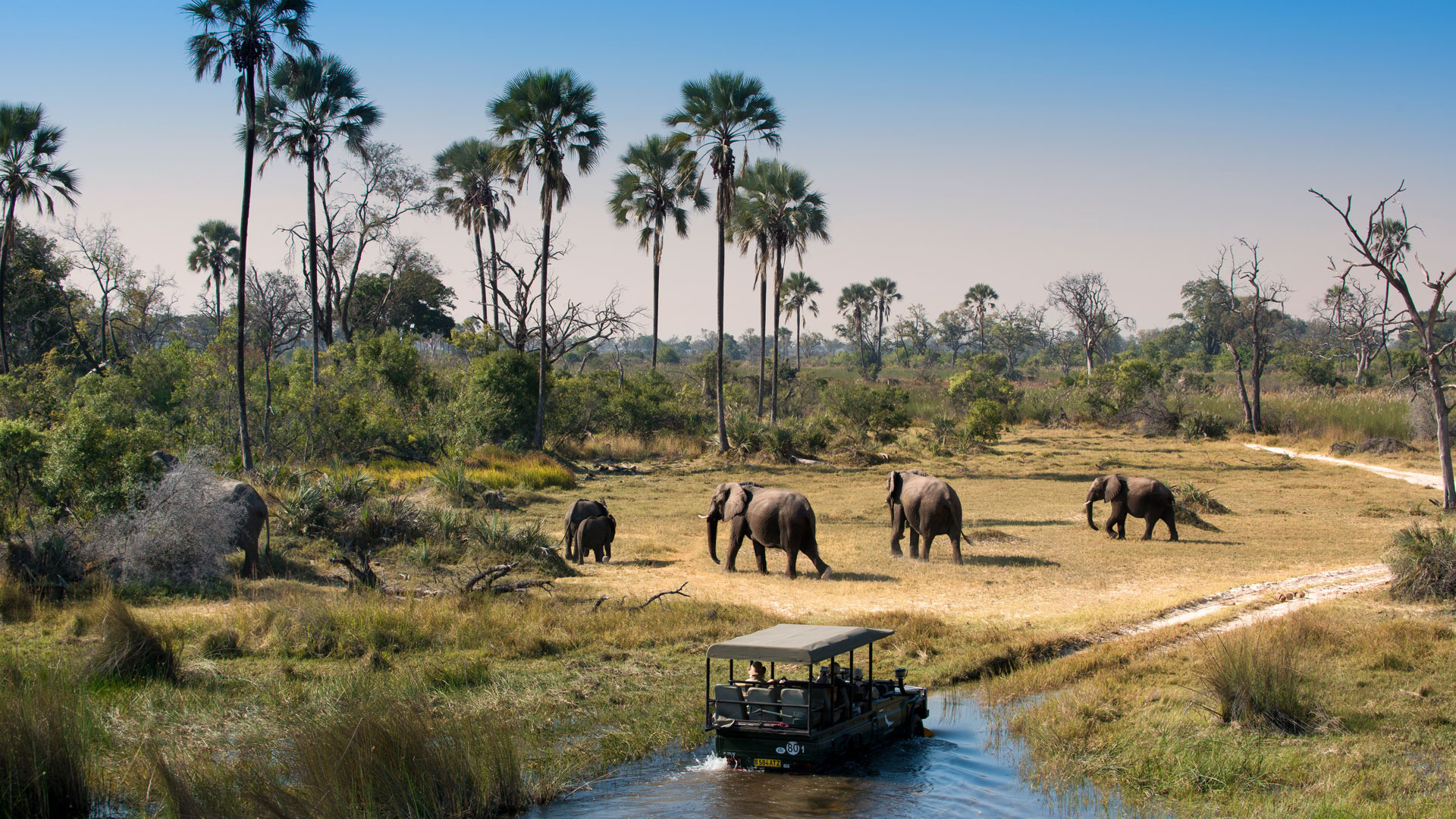 Safari in Botswana, Wildlife adventure, Experiences, AndBeyond, 1920x1080 Full HD Desktop