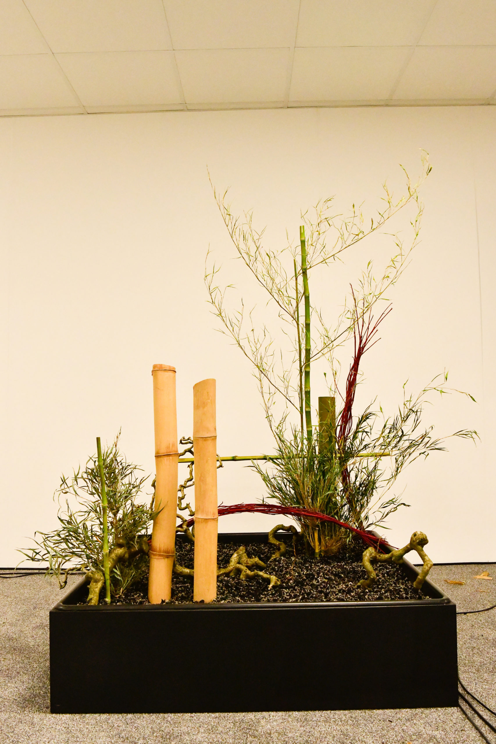 Ikebana installations, Cop26 botanics, 1710x2560 HD Handy