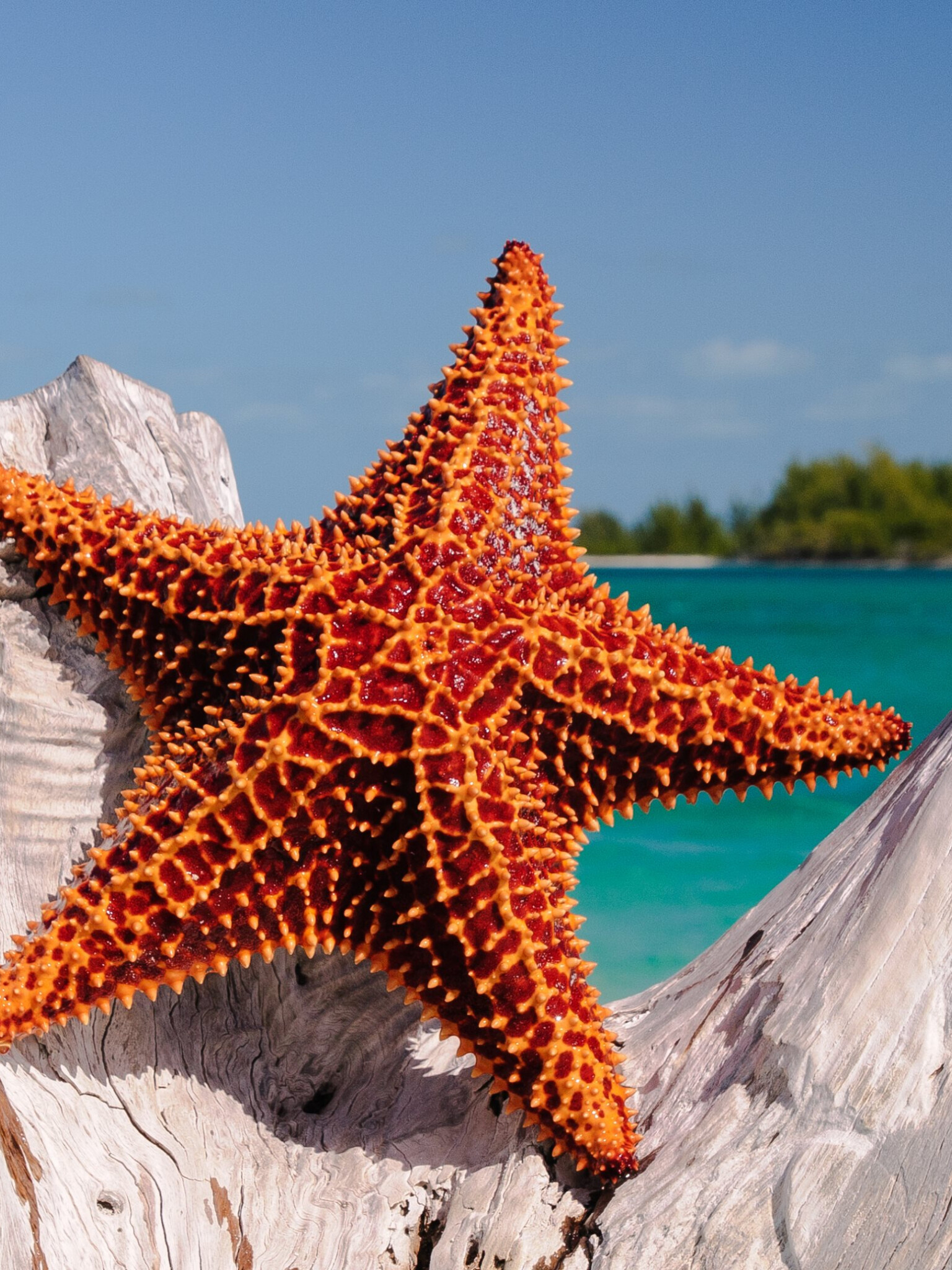 Starfish: Free download Starfish Wallpapers High Quality Download [3840x2160] for  your Desktop, Mobile \u0026 Tablet | Explore 70+ Starfish Wallpaper | Seahorse  Wallpaper Border, Beach and Starfish Wallpaper, Starfish Wallpaper Border. 1540x2050 HD Wallpaper.