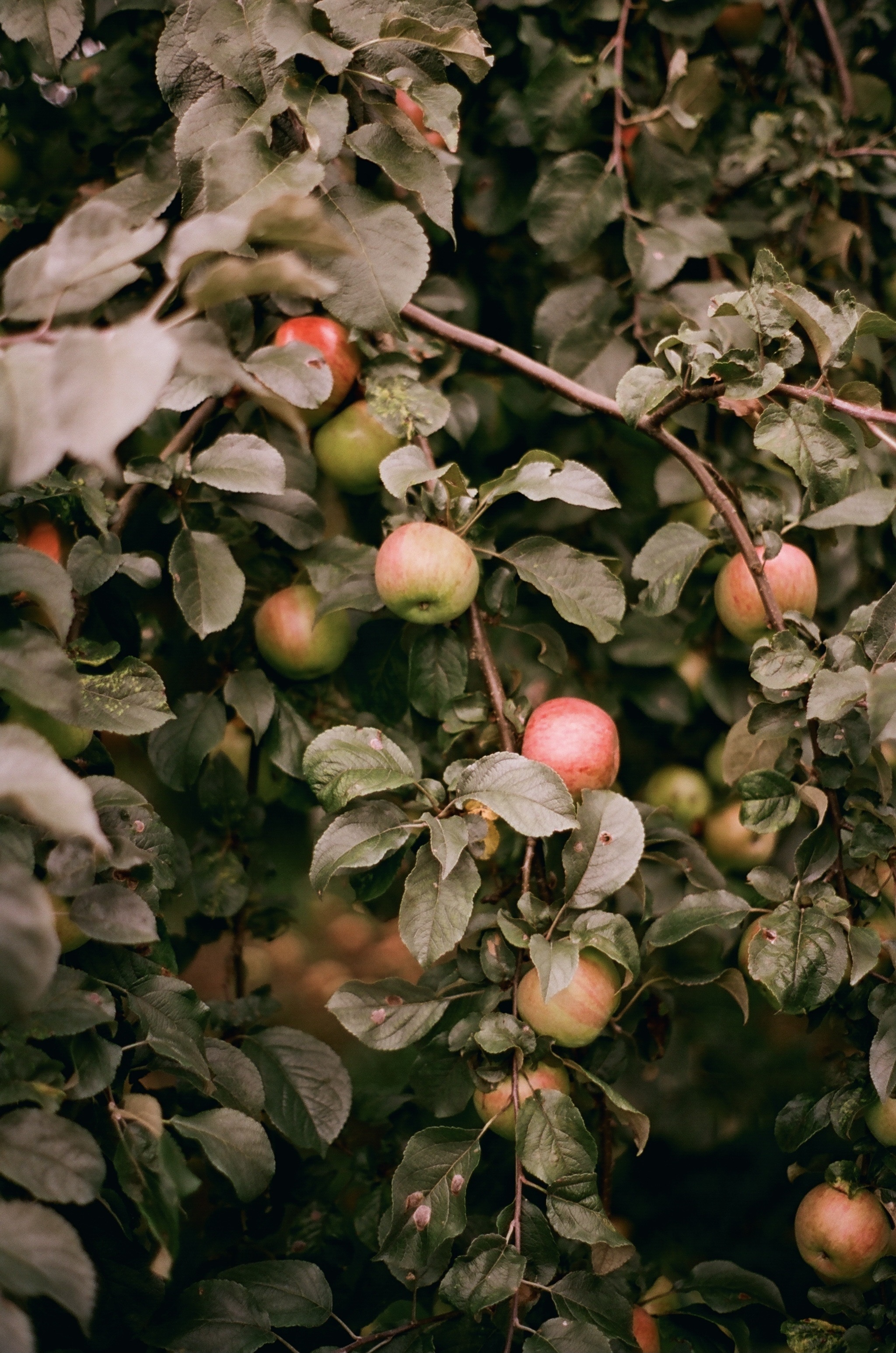 Best apple tree photos, Bountiful harvest, Pexels stock photos, Nature's treasures, 2050x3090 HD Phone