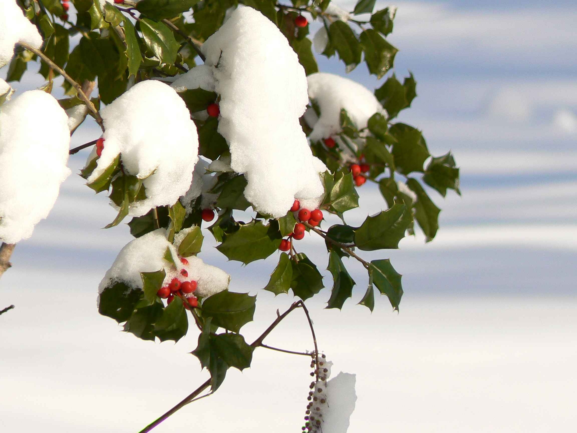 Holly Tree, Holly berries, Snow-covered, Natural beauty, 2310x1730 HD Desktop