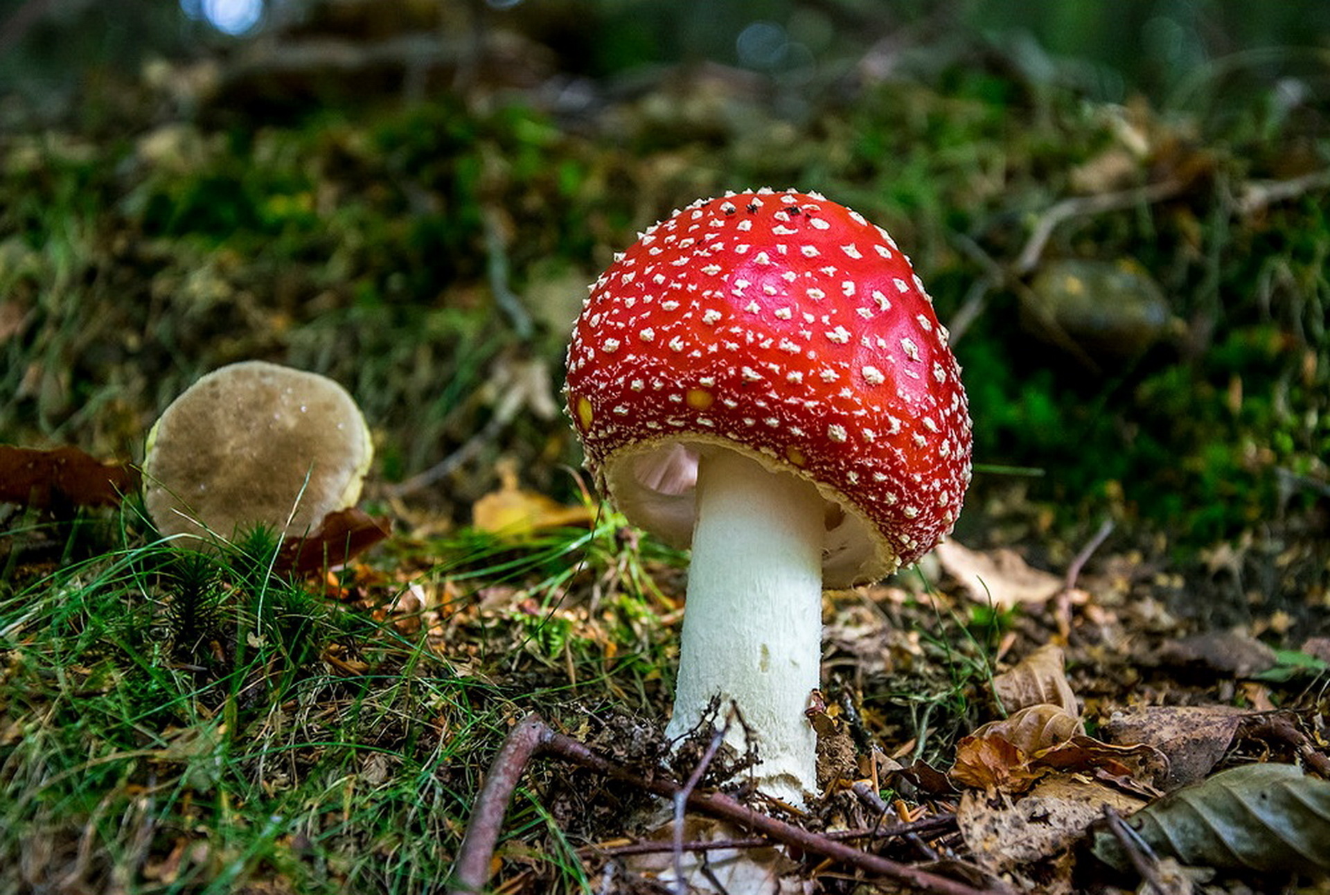 Amanita, Nature, Beautiful pictures, Mushroom beauty, 1920x1300 HD Desktop