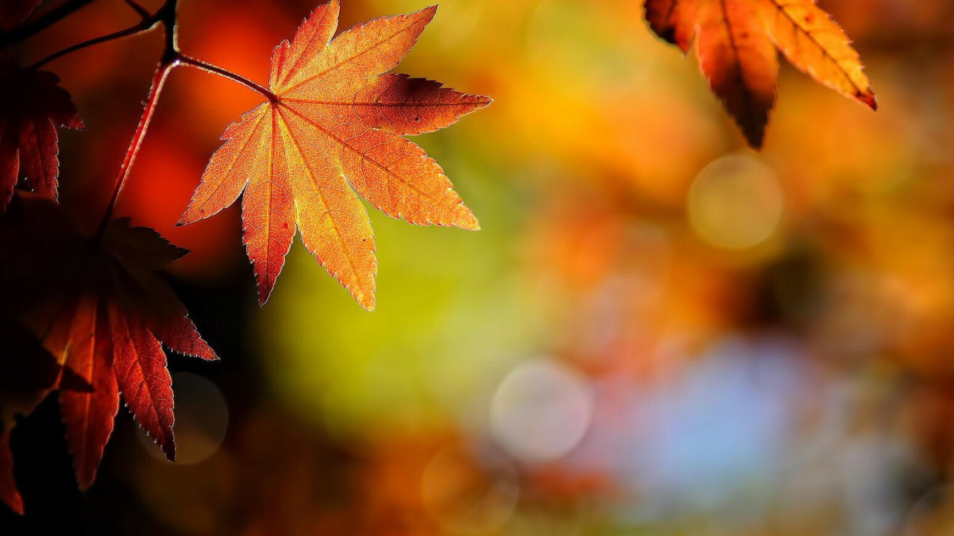 Leaf: The green chlorophyll pigments of deciduous leaves break down in autumn. 1920x1080 Full HD Background.
