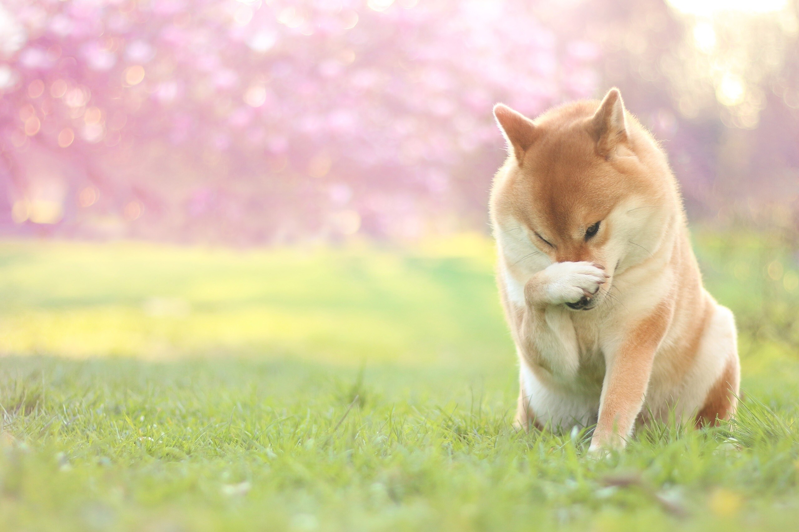 Shiba Inu: Animal, Its name literally translates to "firewood dog". 2560x1710 HD Background.