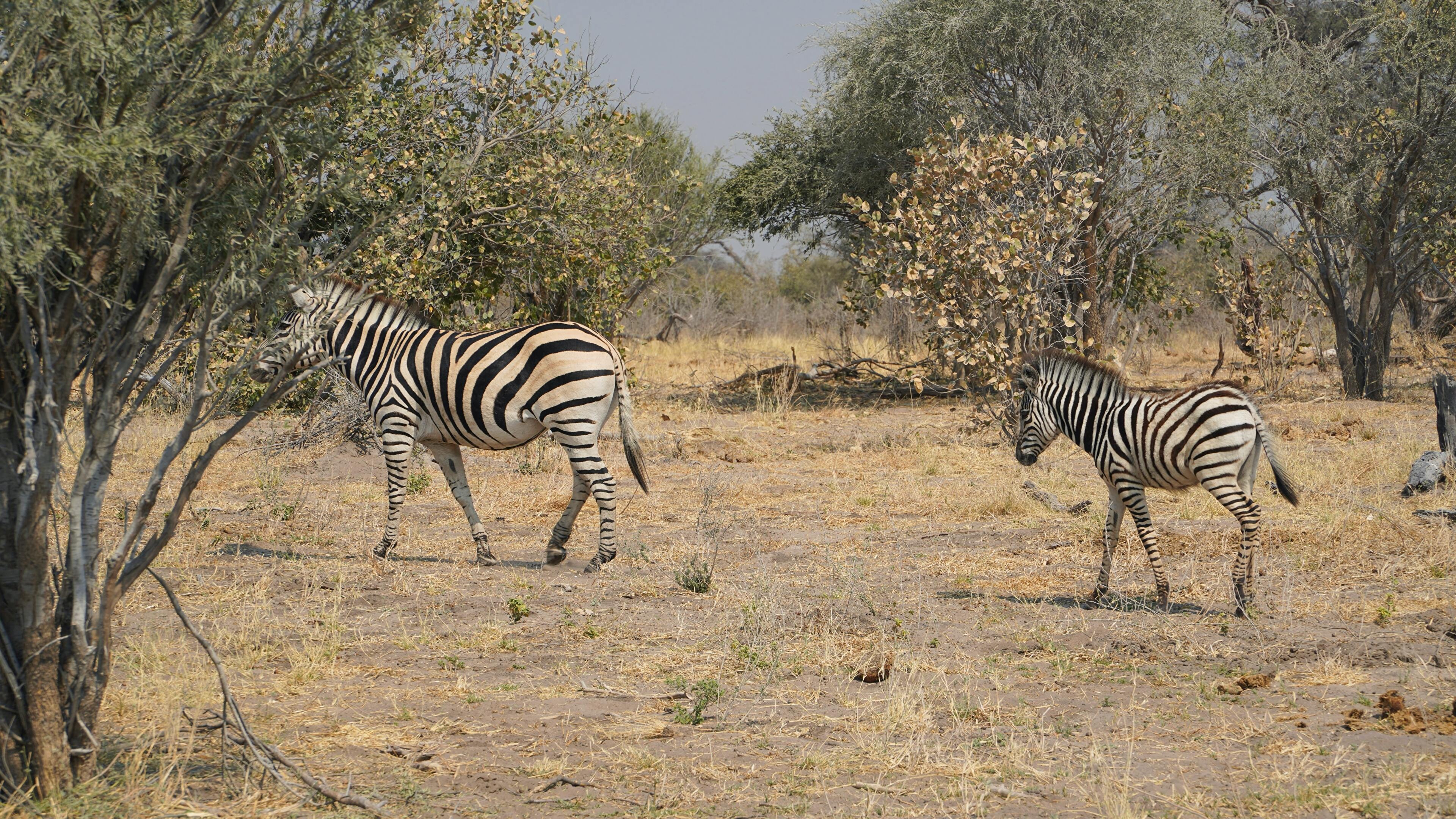 Zebras in Okavango Delta, Botswana wildlife, Stunning 4K wallpapers, Striking beauty, 3840x2160 4K Desktop