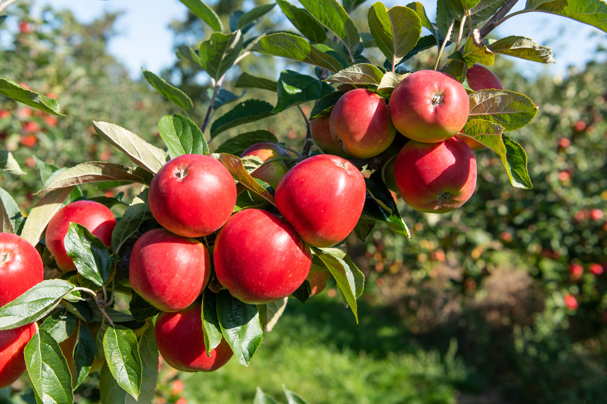 Apple Tree, Plant apple trees, Homes and gardens, How to, 2130x1420 HD Desktop