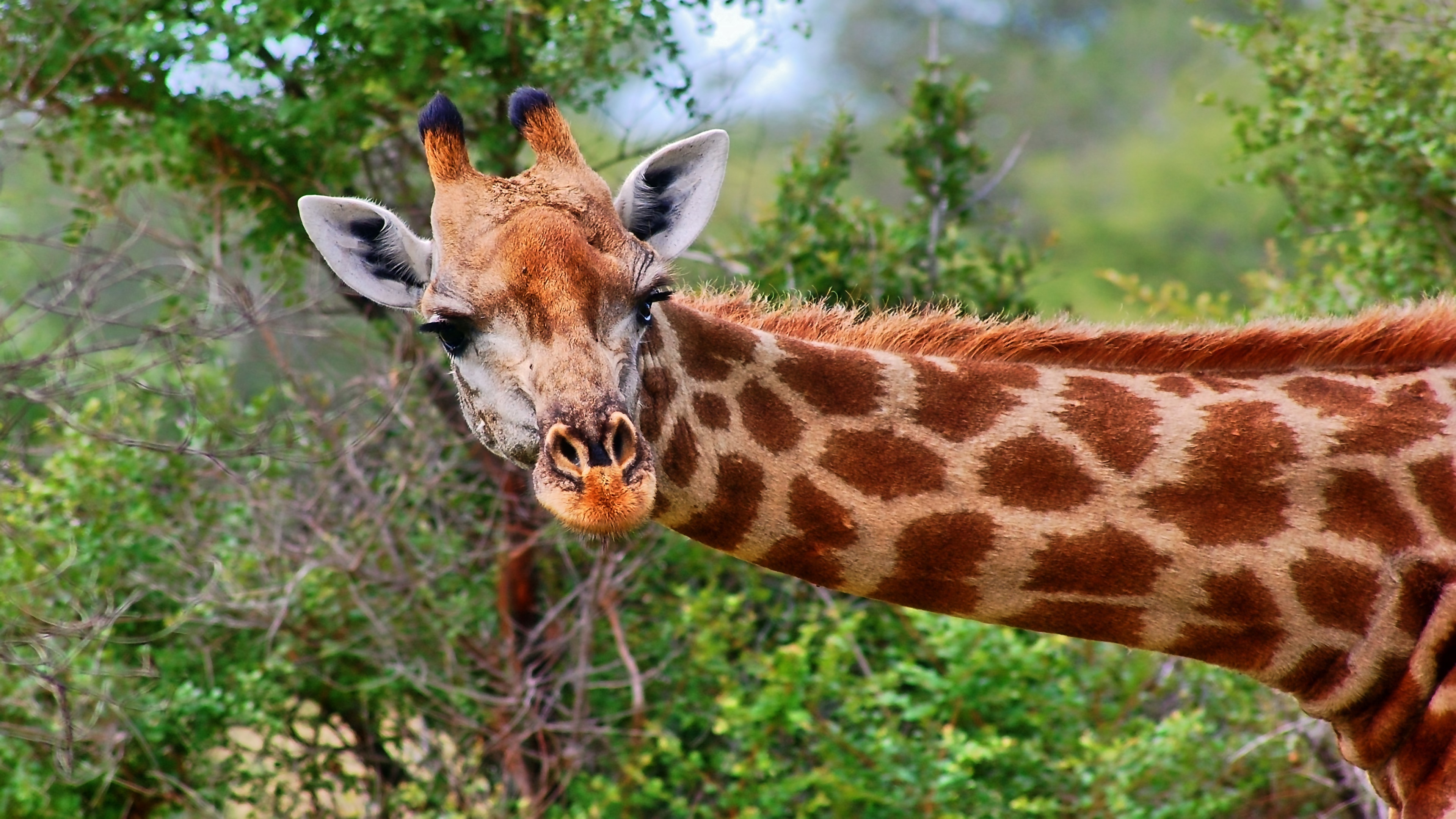 Giraffe: The largest ruminant on Earth. 3840x2160 4K Background.