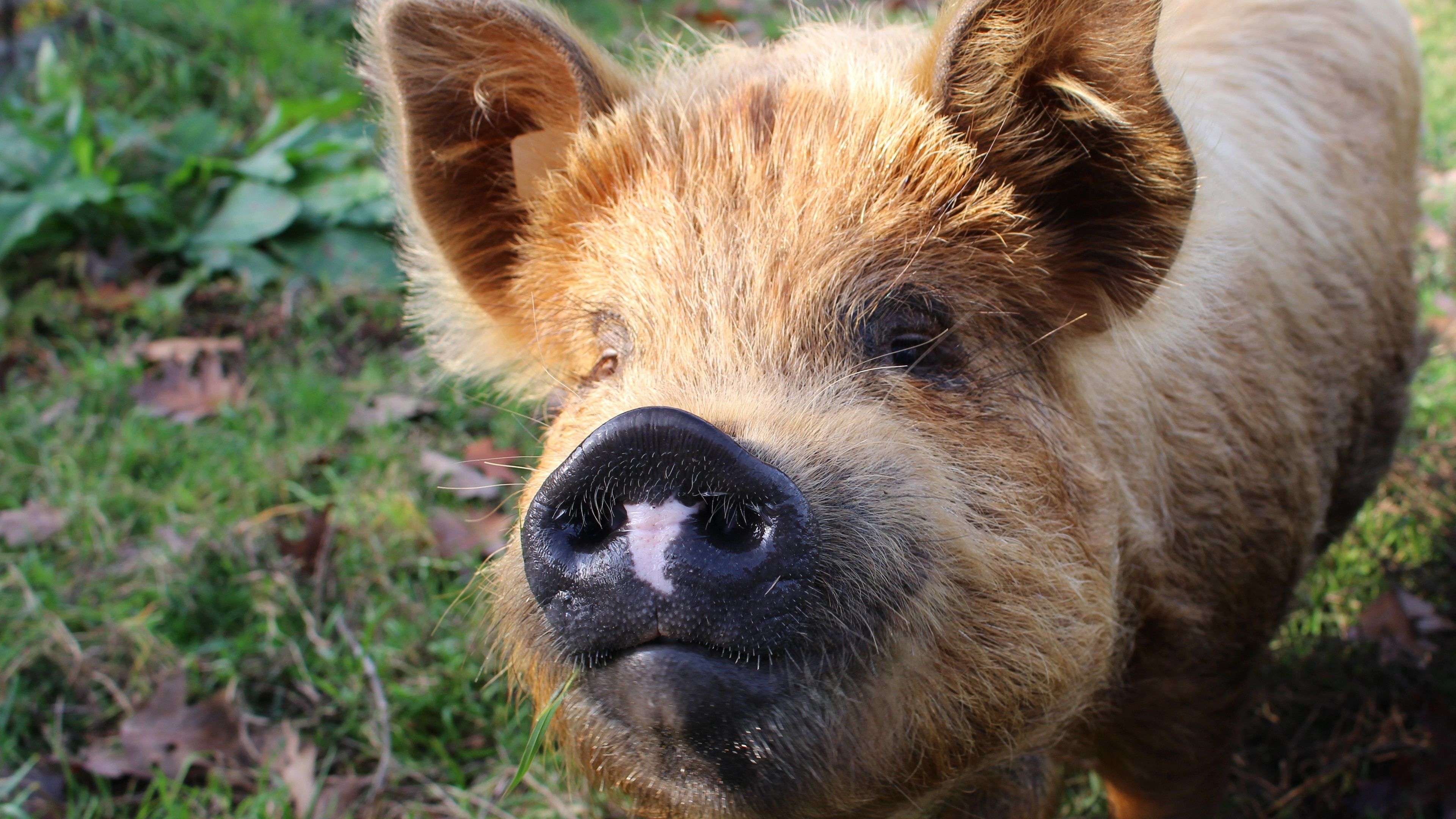 Cute pink snouts, Pig nose pictures, Adorable farm animals, Pig-themed wallpapers, 3840x2160 4K Desktop