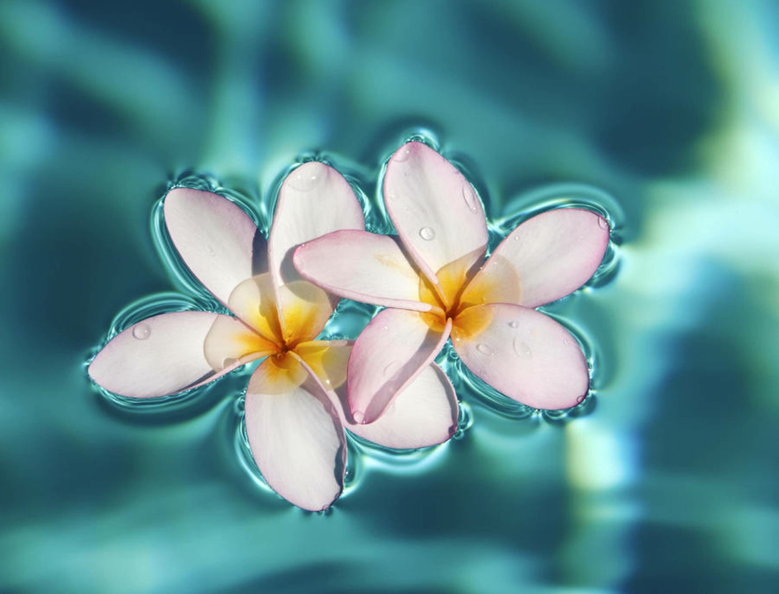 Frangipani Flower: In Mesoamerica, plumerias have carried complex symbolic significance for over two millennia, with striking examples from the Maya and Aztec periods into the present. 2500x1910 HD Wallpaper.