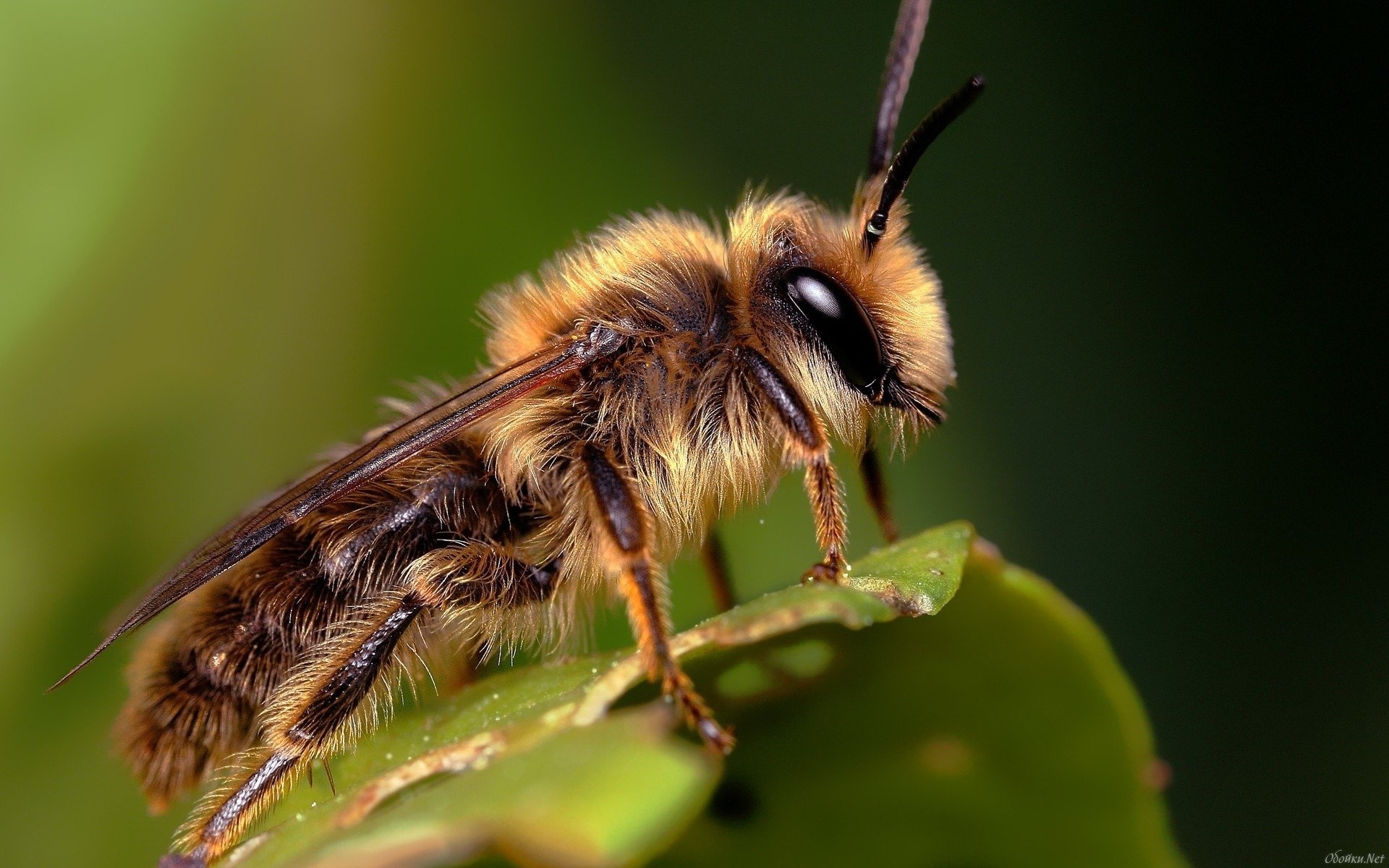 Bee: Melitta, The family Melittidae, Restricted to Africa and the northern temperate zone. 1920x1200 HD Background.