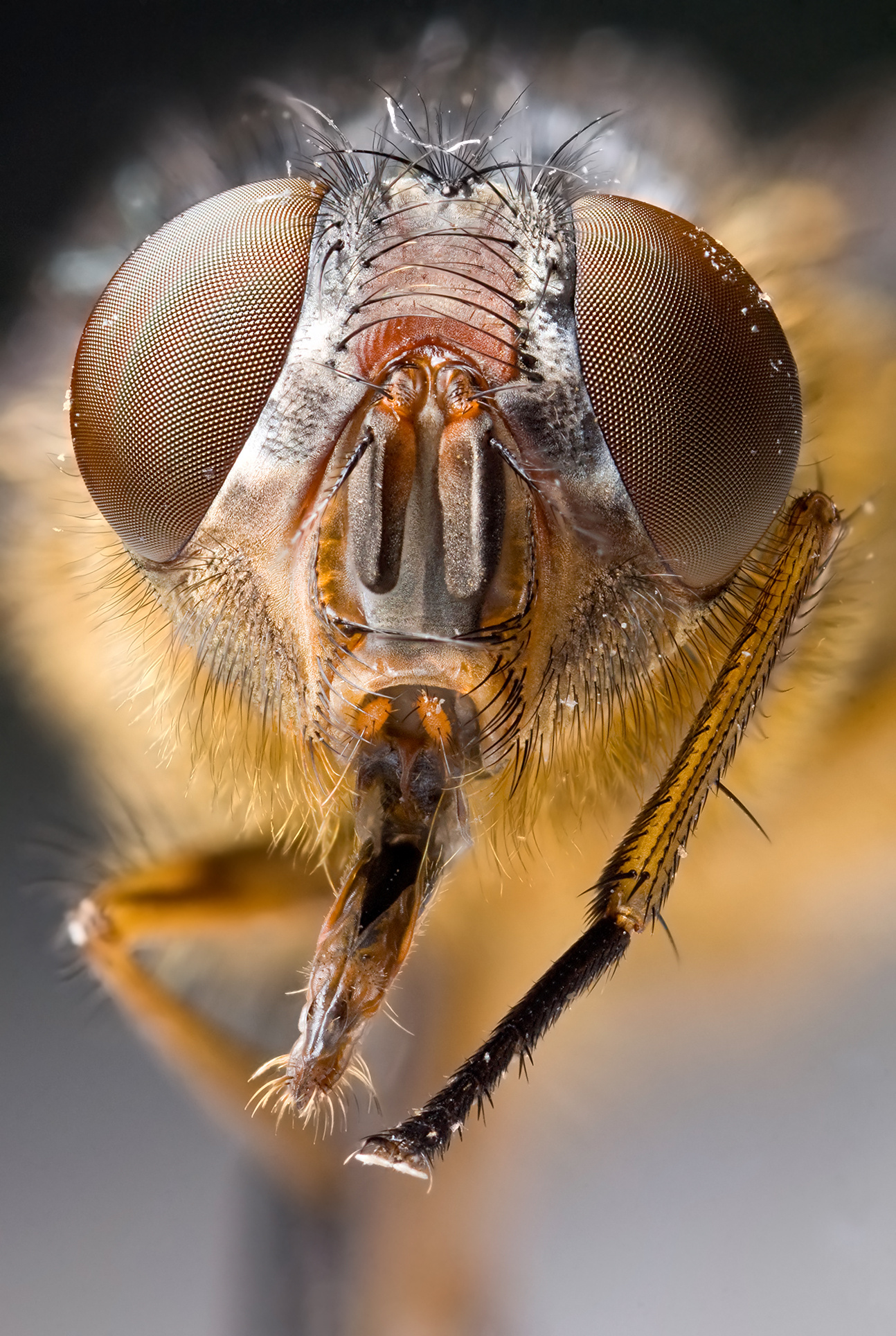 Insect wallpapers, HQ pictures, 4K resolution, Wildlife photography, 1300x1930 HD Phone
