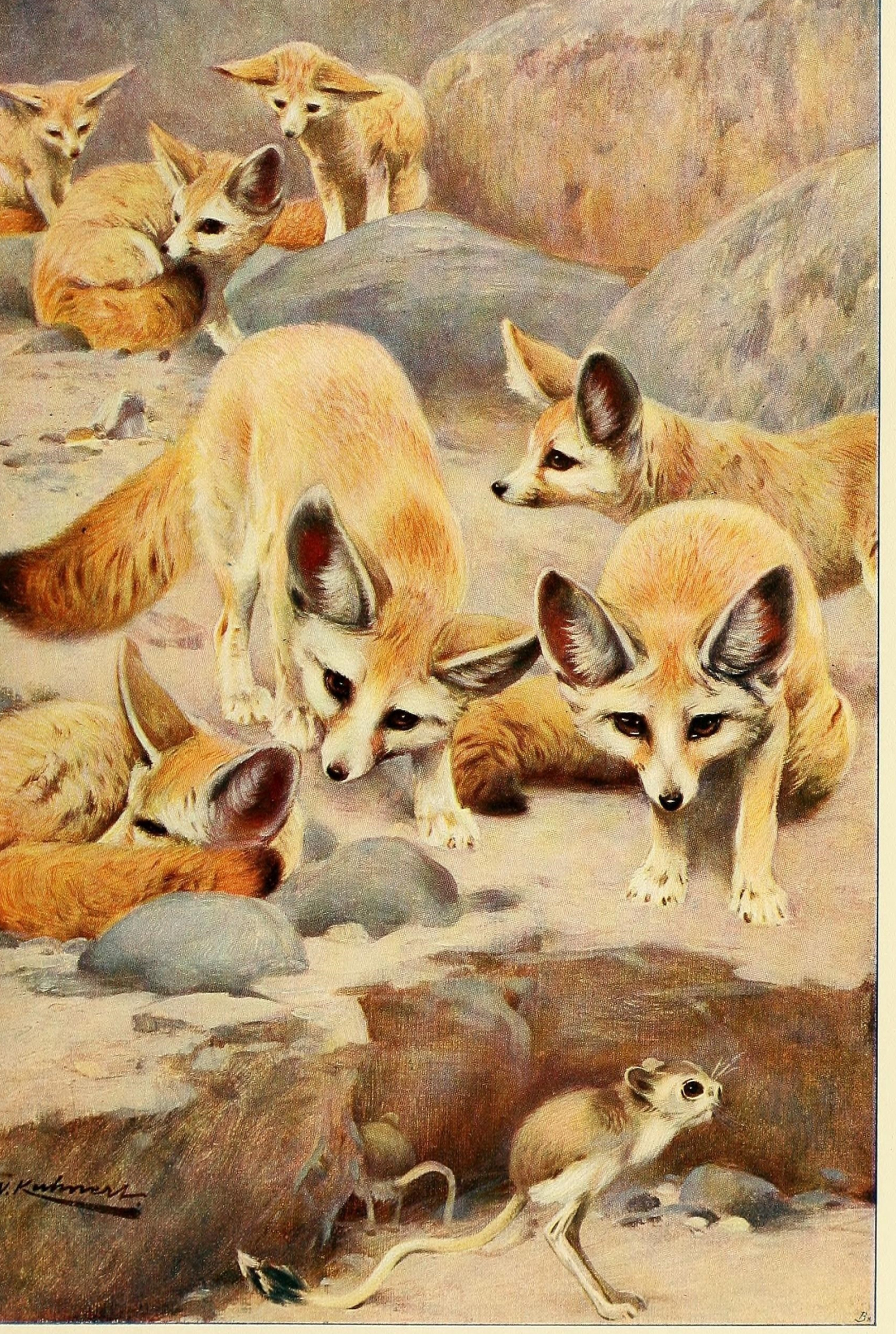 Fennec Fox, Desert dweller, Fascinating creature, Unique fox species, 2090x3110 HD Phone
