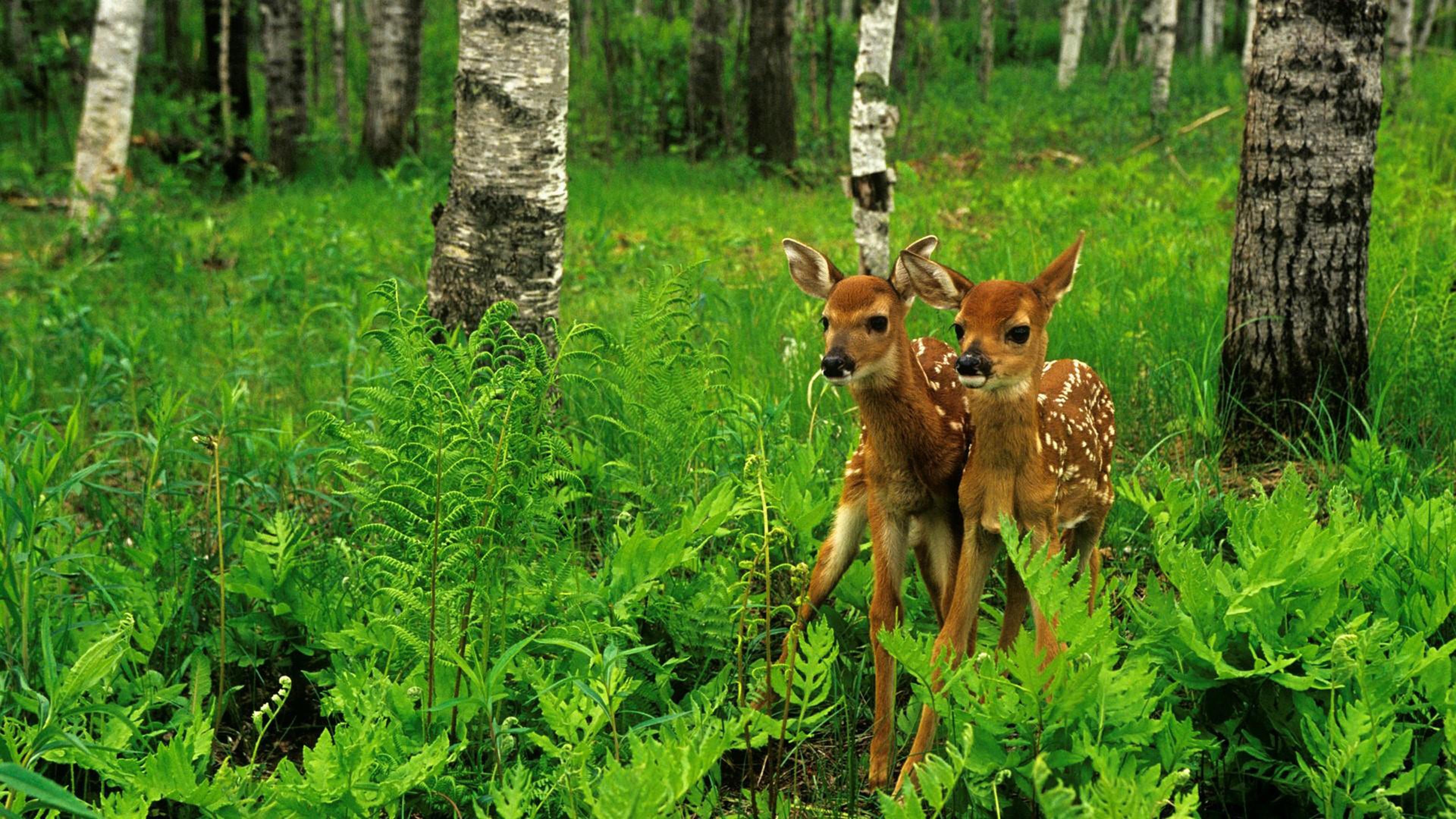 Wild animals, Deer, Forest trees, Nature, 3840x2160 4K Desktop