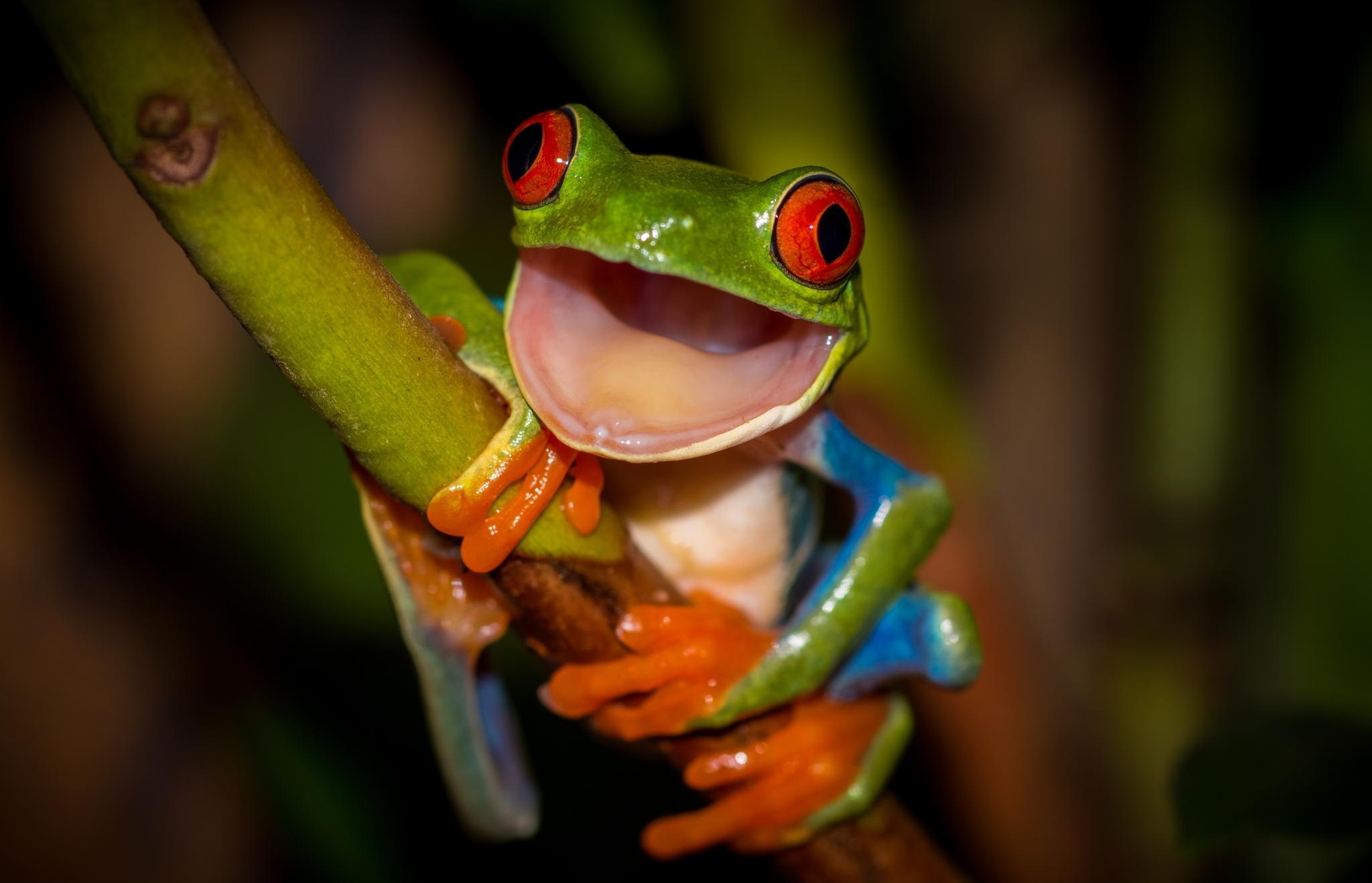 Mesmerizing frog wallpaper, Vibrant red-eyed frog, Decorative background, Frog lover, 2050x1320 HD Desktop