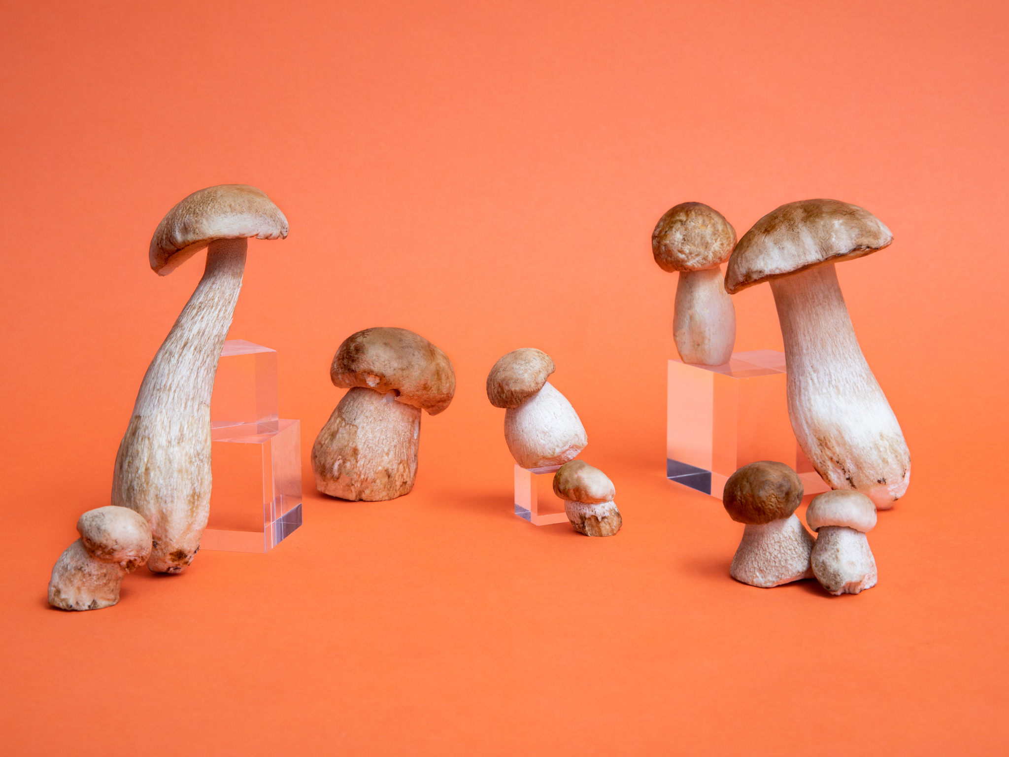 In season porcini mushrooms, Culinary abundance, Seasonal delight, Mushroom feast, 2050x1540 HD Desktop