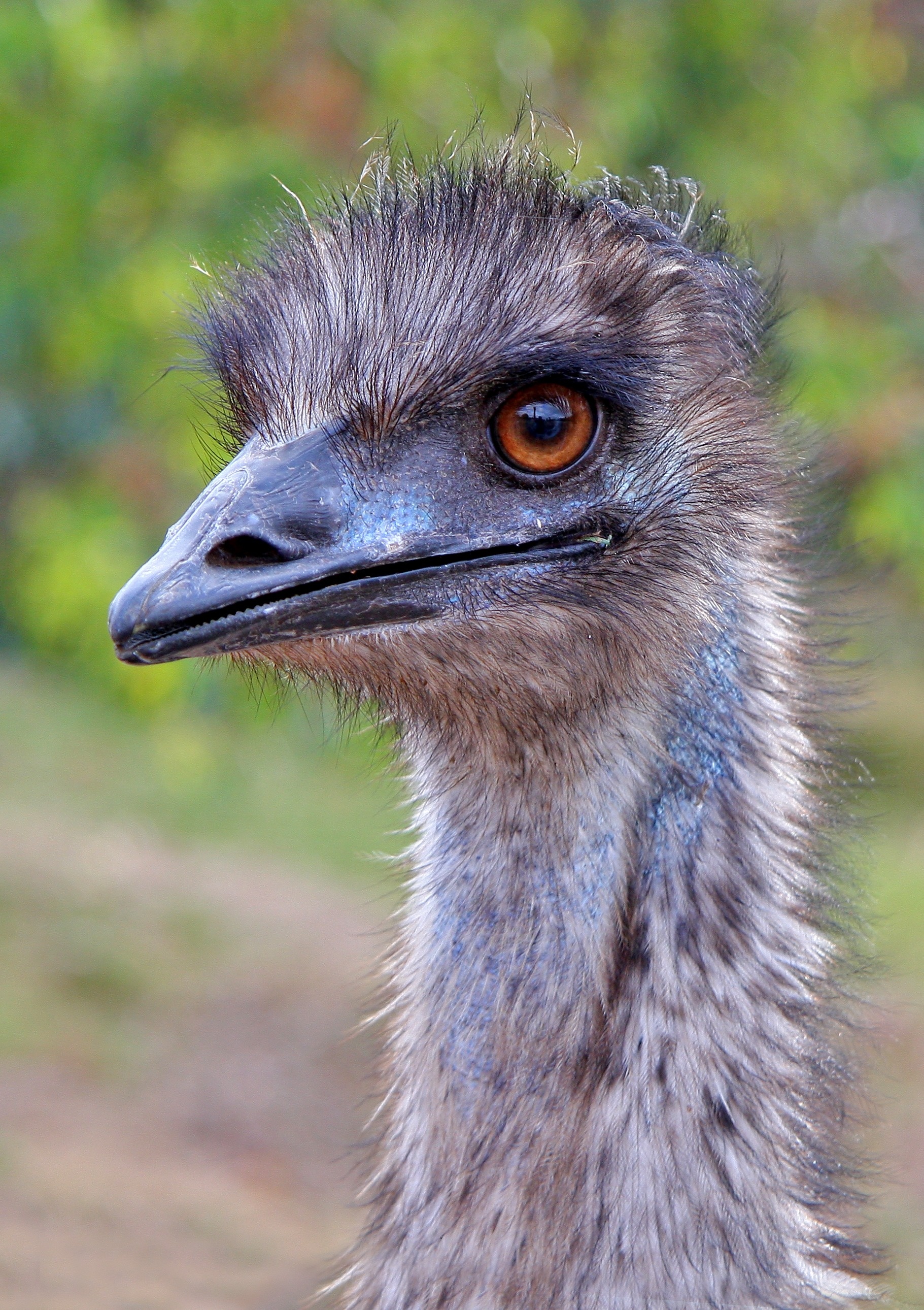 Close-up beauty, Ostrich details, Blurred background, Striking imagery, 1830x2580 HD Handy