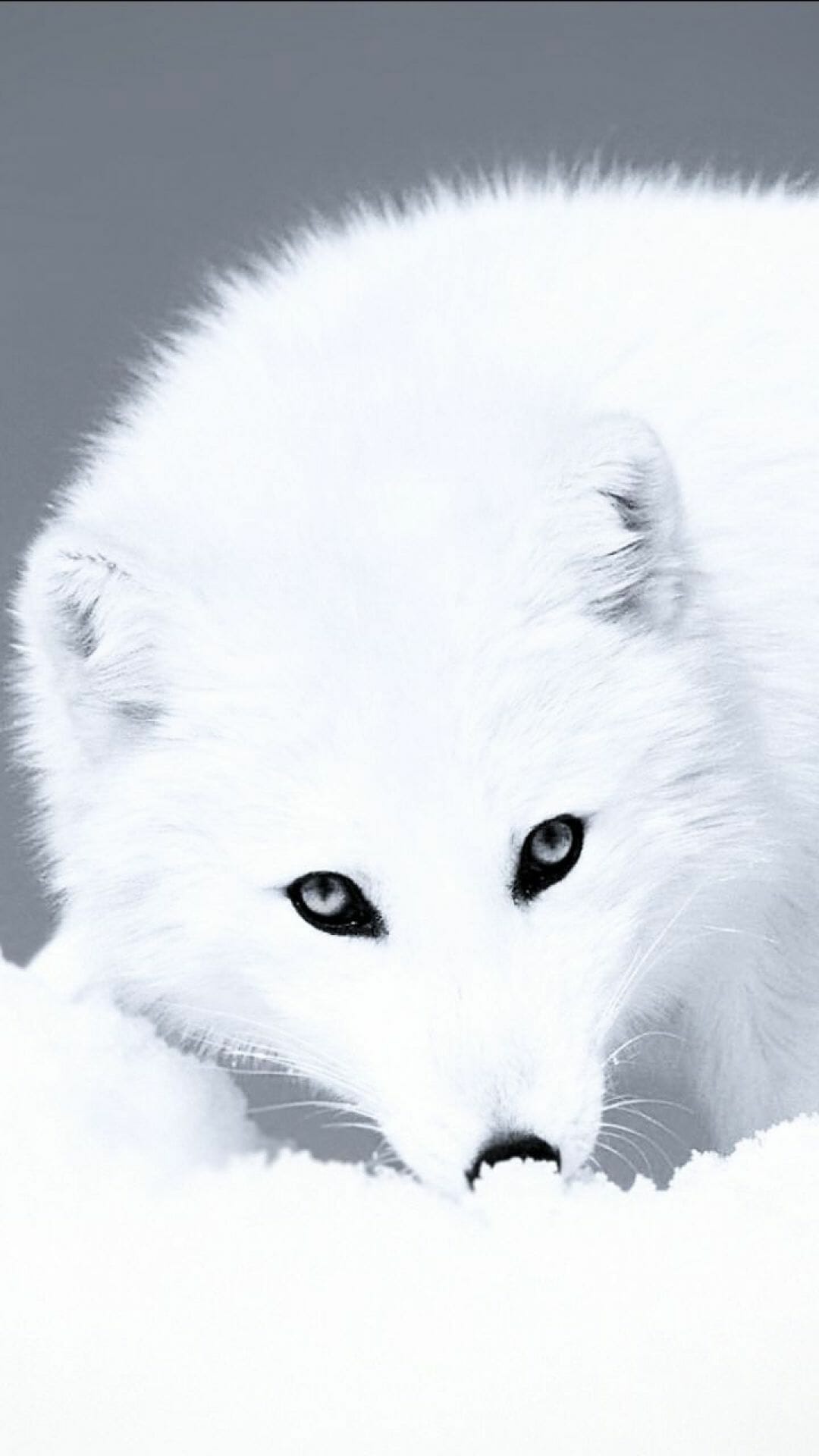 Arctic fox in the wild, Arctic landscape, Fox in the snow, Northern beauty, 1080x1920 Full HD Phone