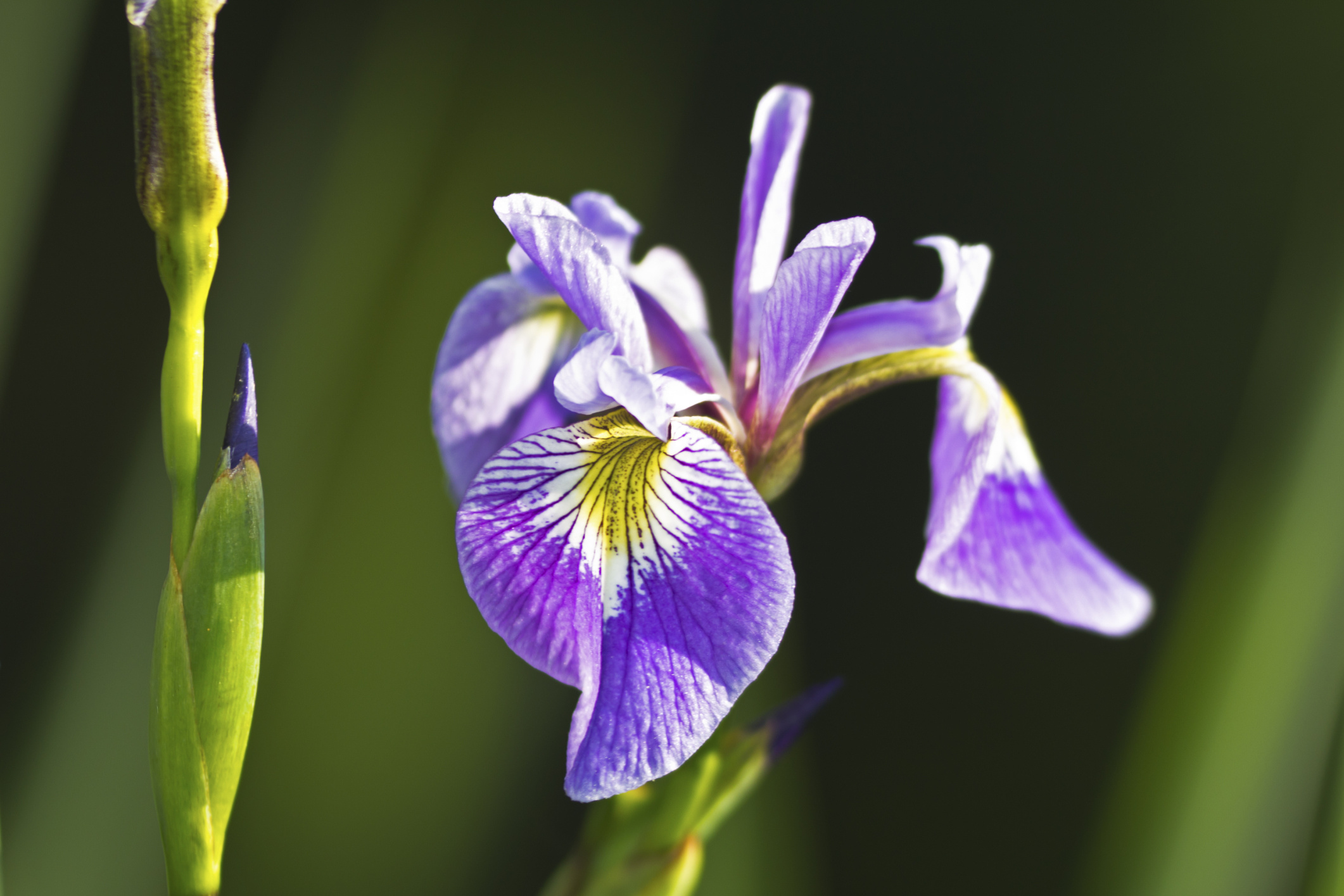 Iris, Pruning, Shade garden, Areas, 2130x1420 HD Desktop