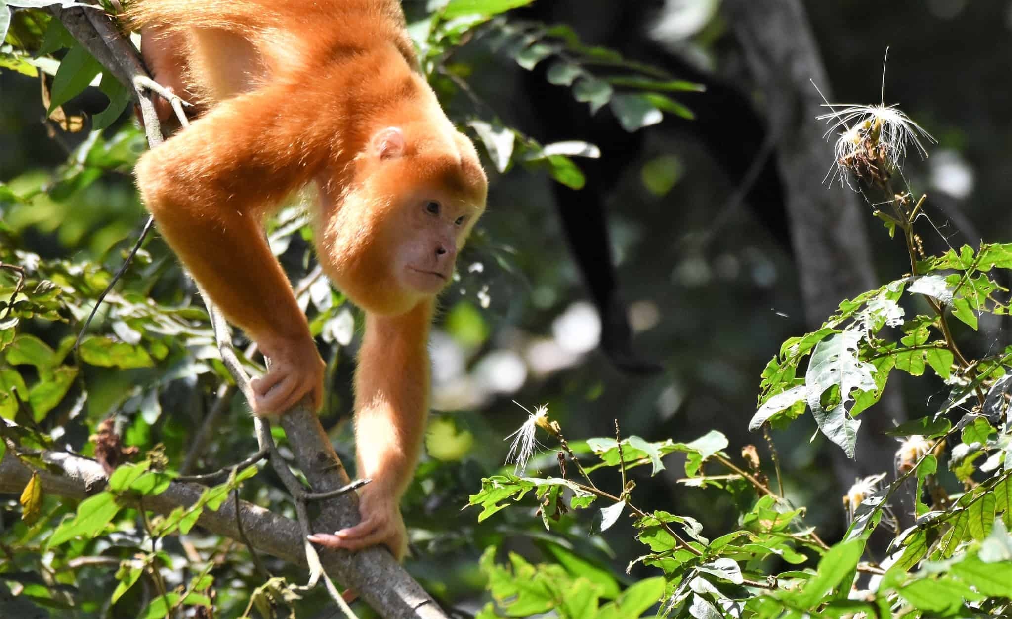 Howler Monkey, Costa Rica's enigma, Orange-coated mystery, Rainforest symphony, 2050x1260 HD Desktop