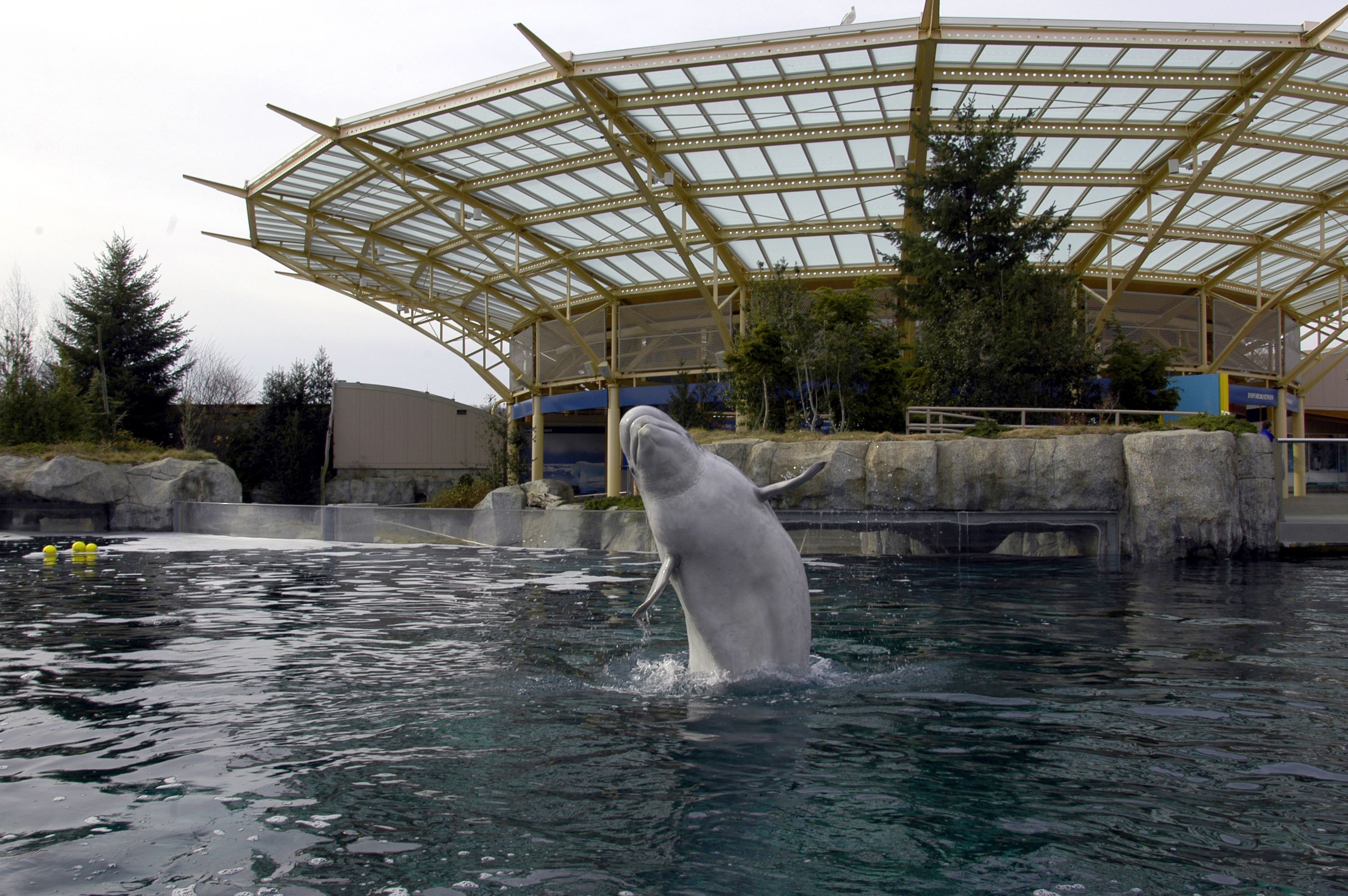 Mystic Aquarium (Connecticut), Whale watching, Tourist attraction, Connecticut, 3010x2000 HD Desktop