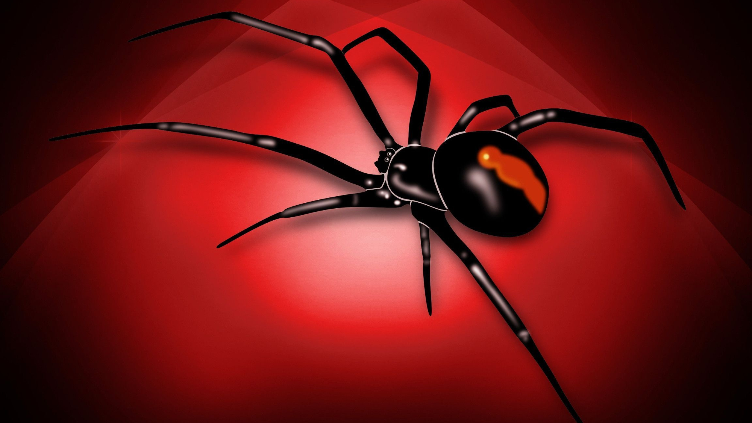 Spider, Black widow spider, Striking wallpapers, Deadly elegance, 2560x1440 HD Desktop