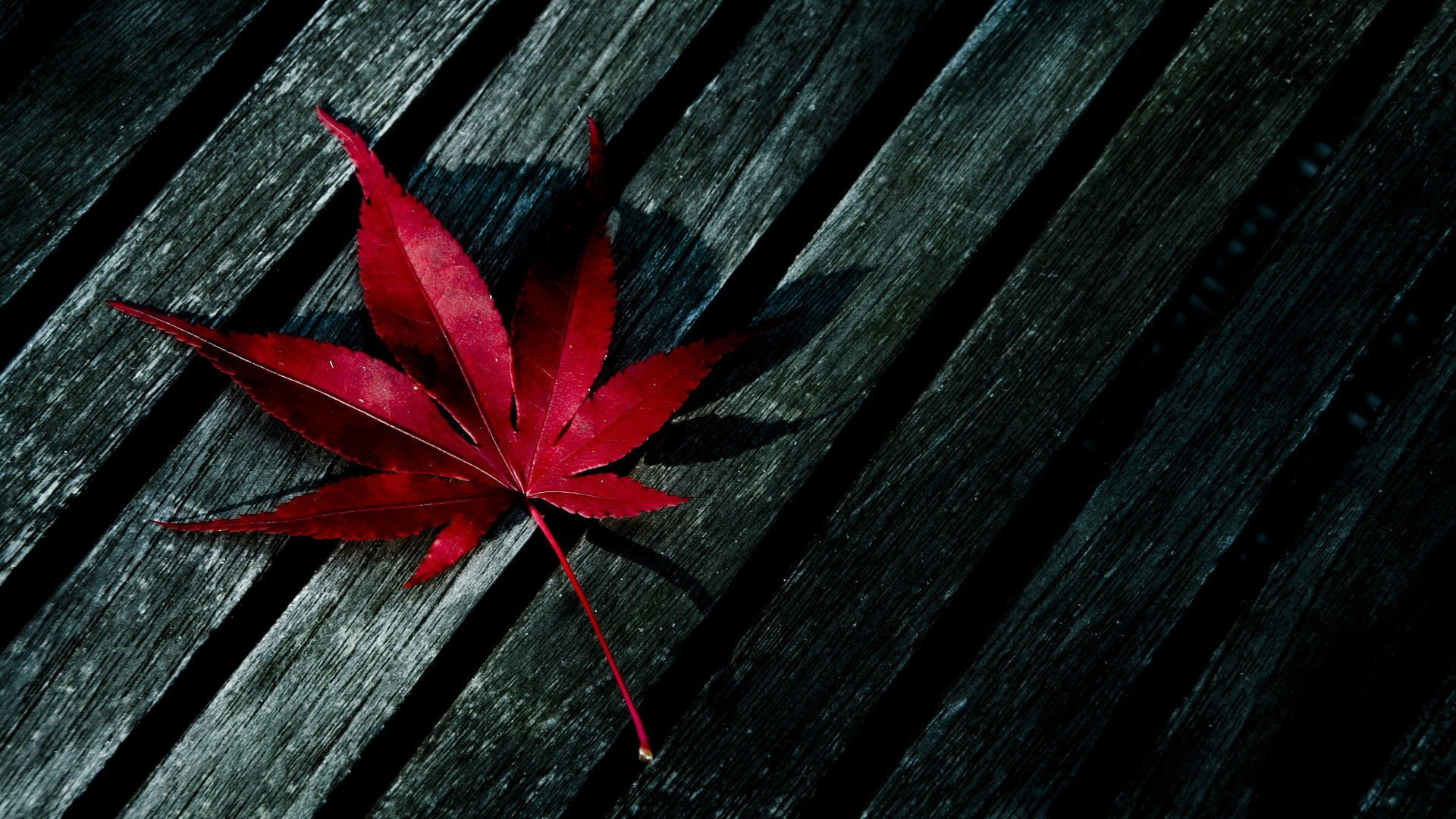 Red maple leaf, Contrast on wood, Striking image, Alluring simplicity, 1920x1080 Full HD Desktop