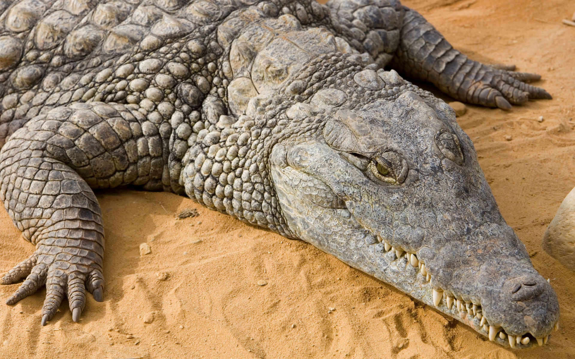 Crocodile: Large reptiles that habitat the tropics of the Americas, Australia, Africa and Asia. 1920x1200 HD Background.