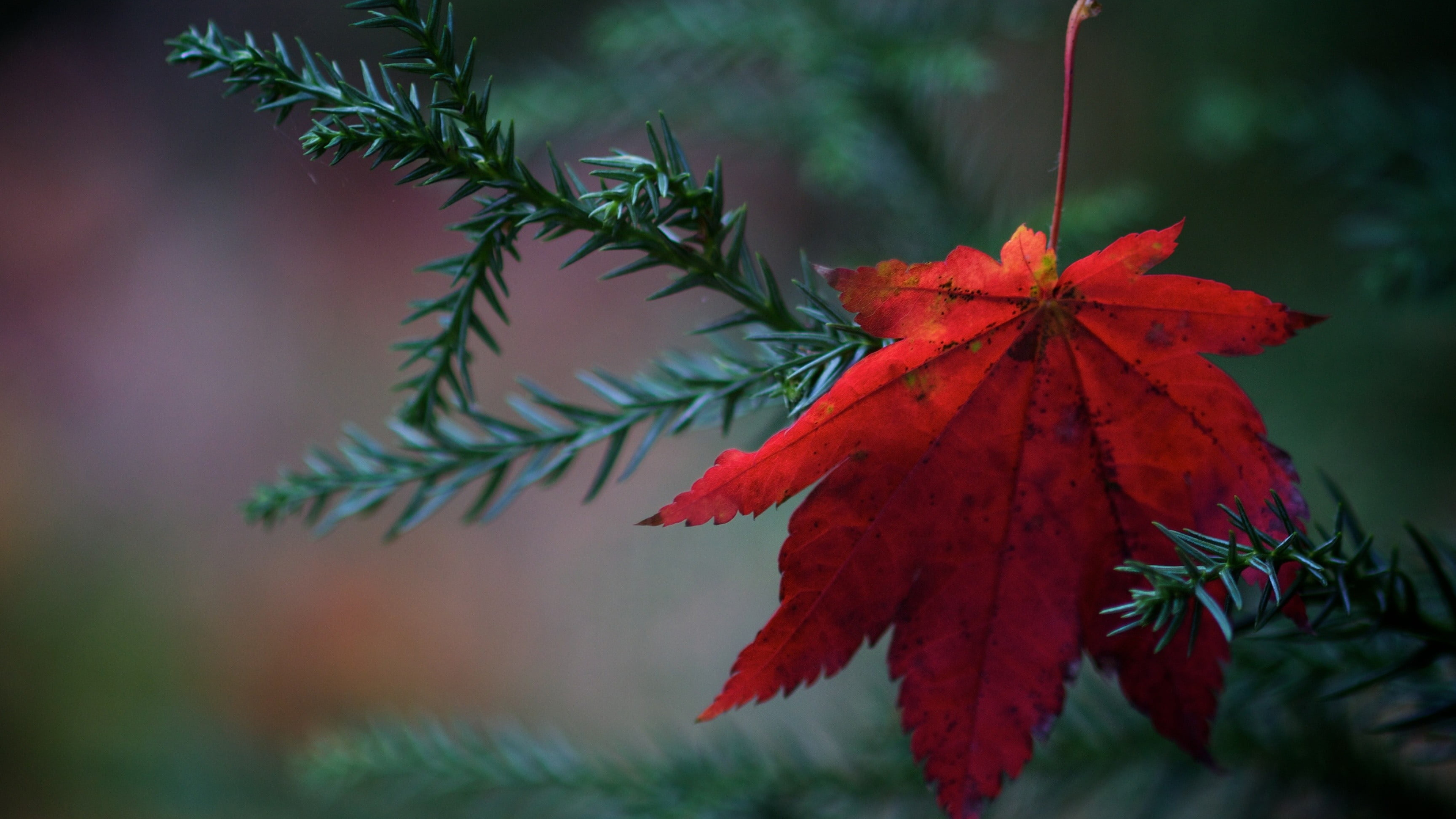 Red maple leaf, Nature leaves, Plants HD wallpaper, Red maple leaf, 3840x2160 4K Desktop