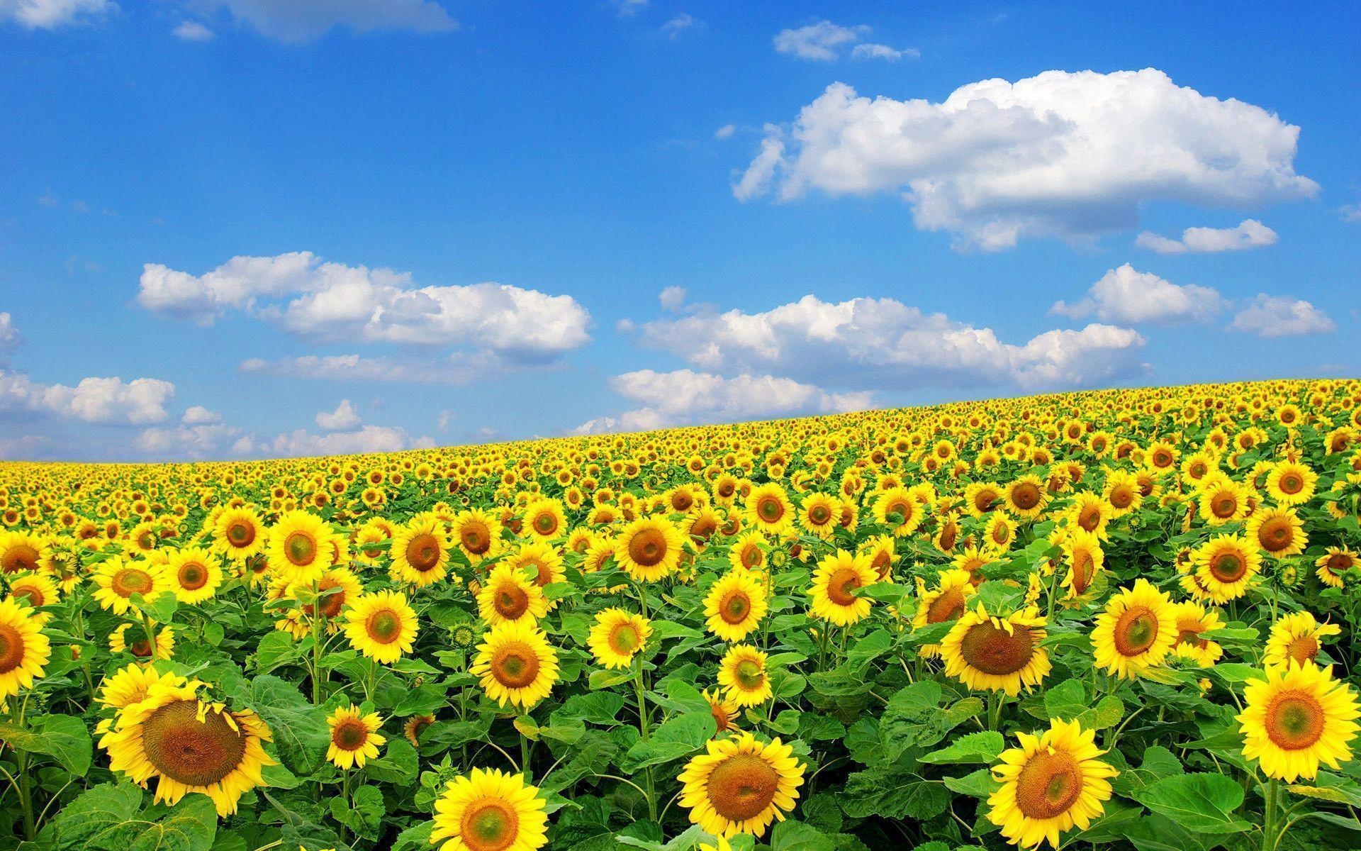 Flower Field: Helianthus, cultivated in temperate regions and some tropical regions, as food crops for humans, cattle, and poultry. 1920x1200 HD Background.