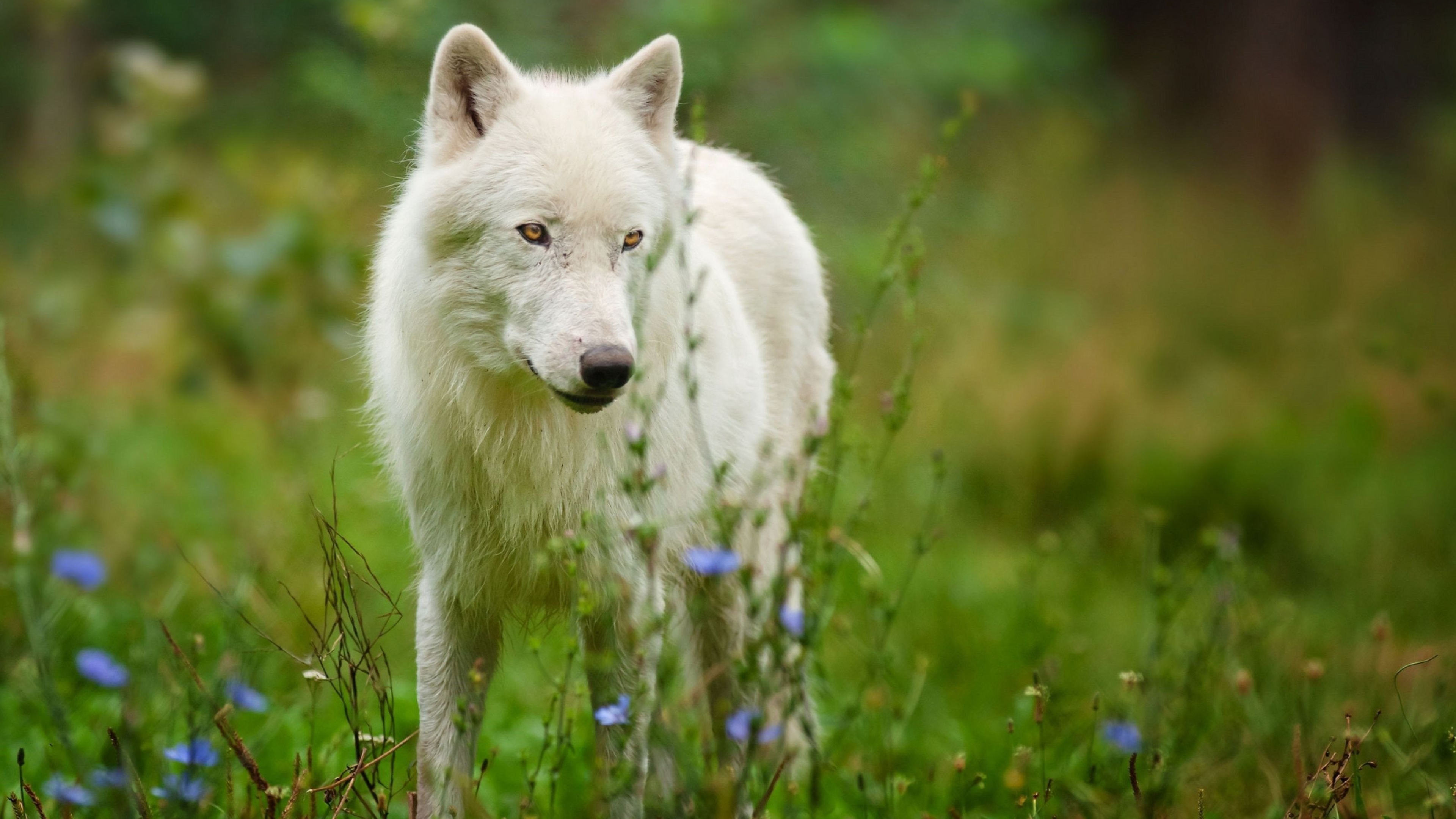 Arctic Wolf, 3840x2160 wallpapers, Arctic wilderness, Majestic predator, 3840x2160 4K Desktop