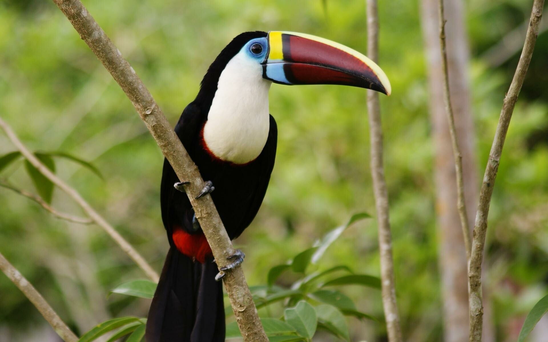 Colorful tropical bird, Vibrant plumage, Exotic wildlife, Mobile wallpapers, 1920x1200 HD Desktop