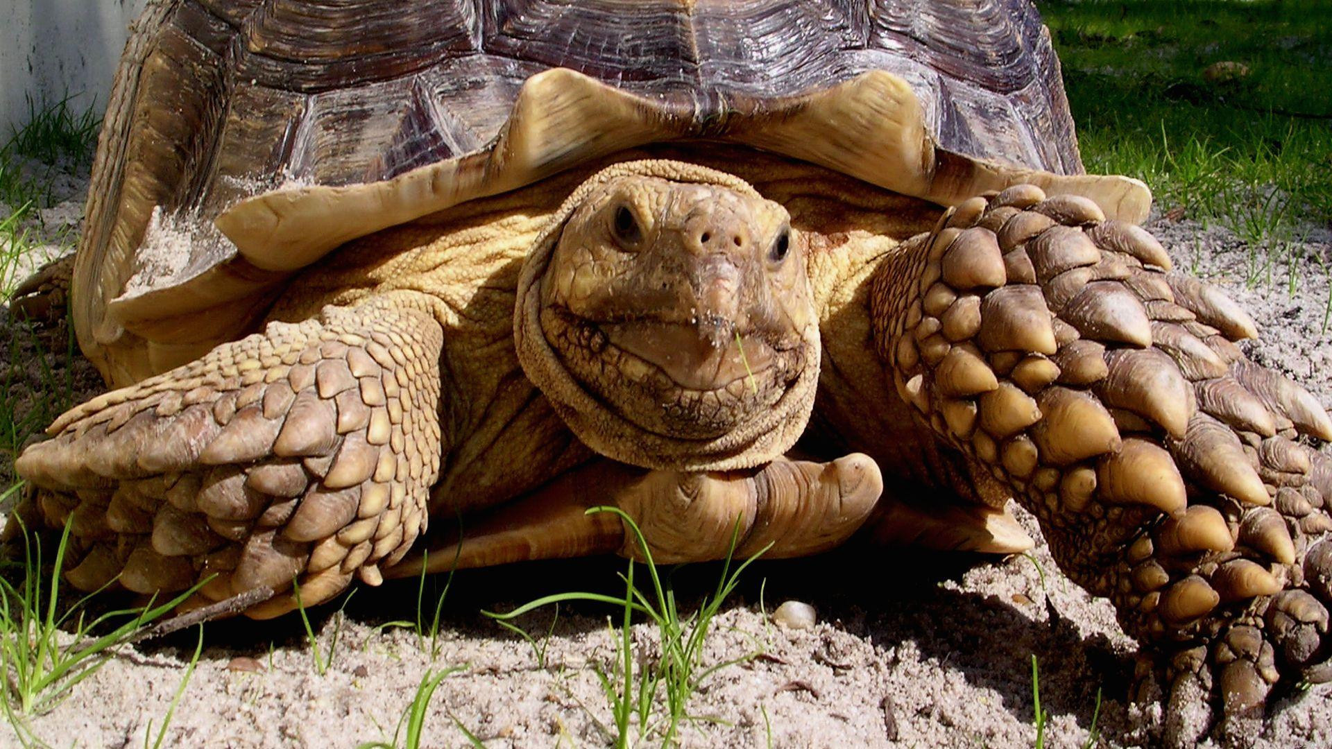 Adorable tortoise portraits, Cute and cuddly, Gentle herbivores, Endearing reptiles, 1920x1080 Full HD Desktop