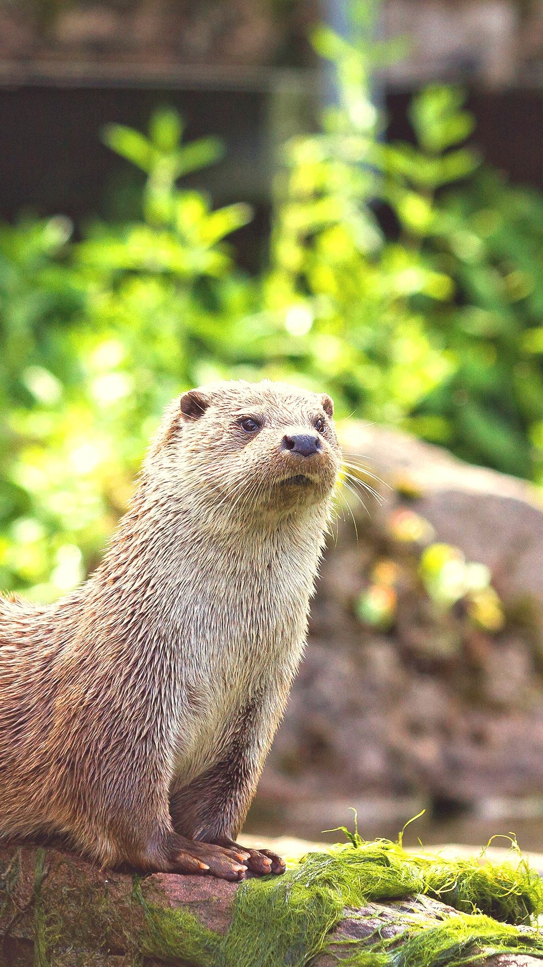 User-shared otter wallpapers, Diverse otter selection, Community's otter appreciation, Contribute to the collection, 1080x1920 Full HD Handy